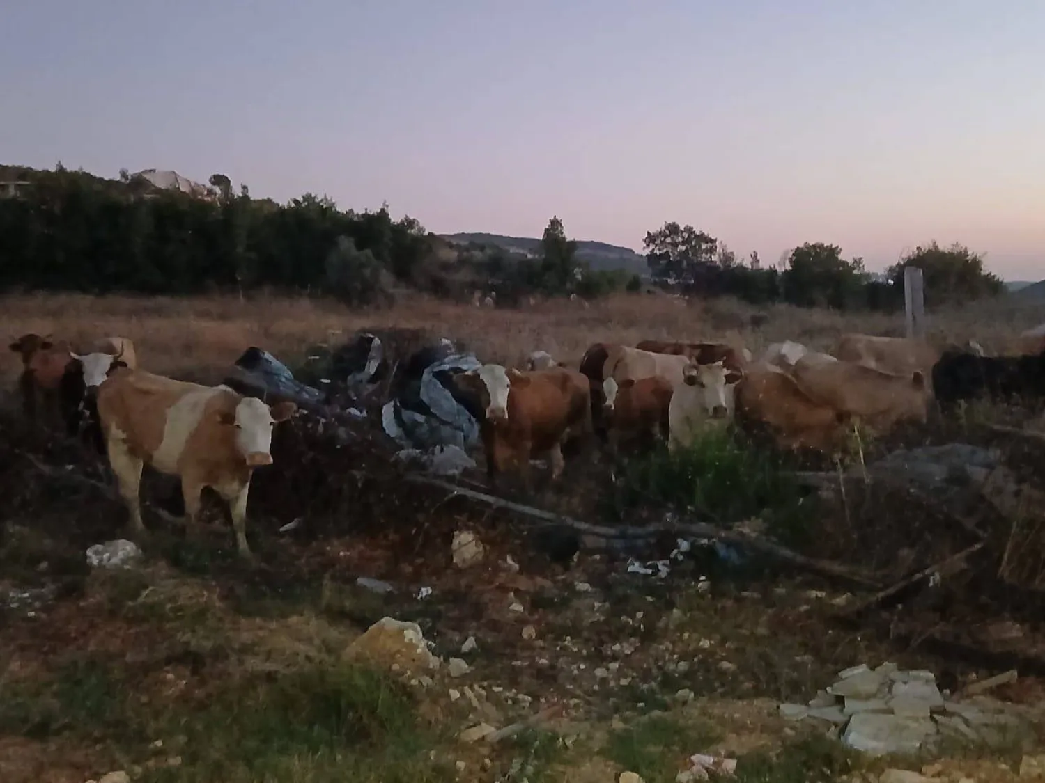 قطيع الأبقار الذي دخل الأراضي اللبنانية من إسرائيل أثناء تجميعه بحظيرة في بلدة عيتا الشعب الحدودية (متداول)