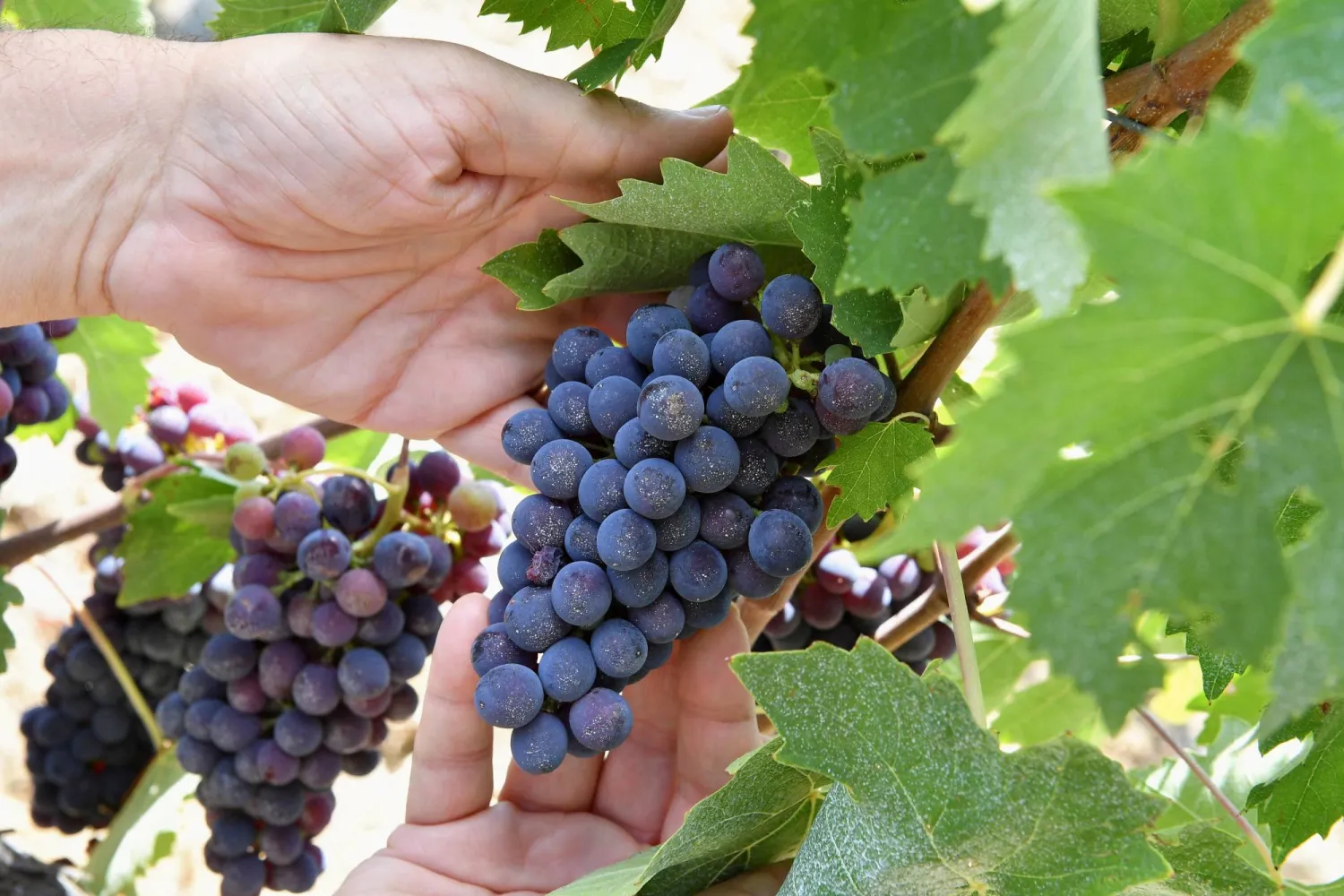 مزارع يستعرض العنب في وقت الحصاد بأحد الحقول الإيطالية (رويترز)