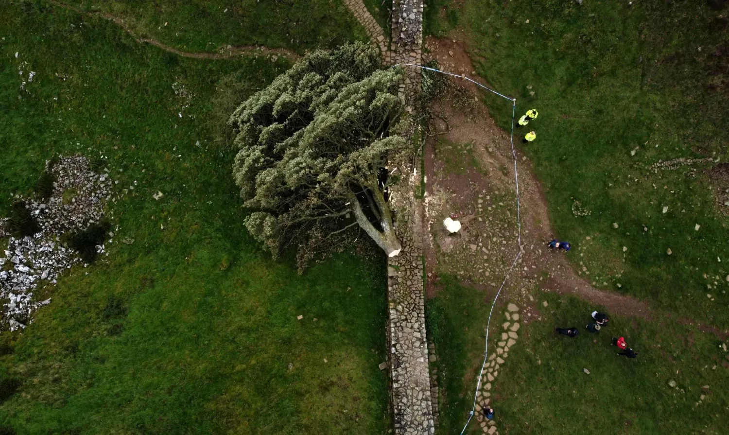 Kuzey İngiltere'de Hexham yakınlarındaki Hadrian Duvarı boyunca 28 Eylül 2023 tarihinde kesilen ağacın havadan görünümü (AFP)