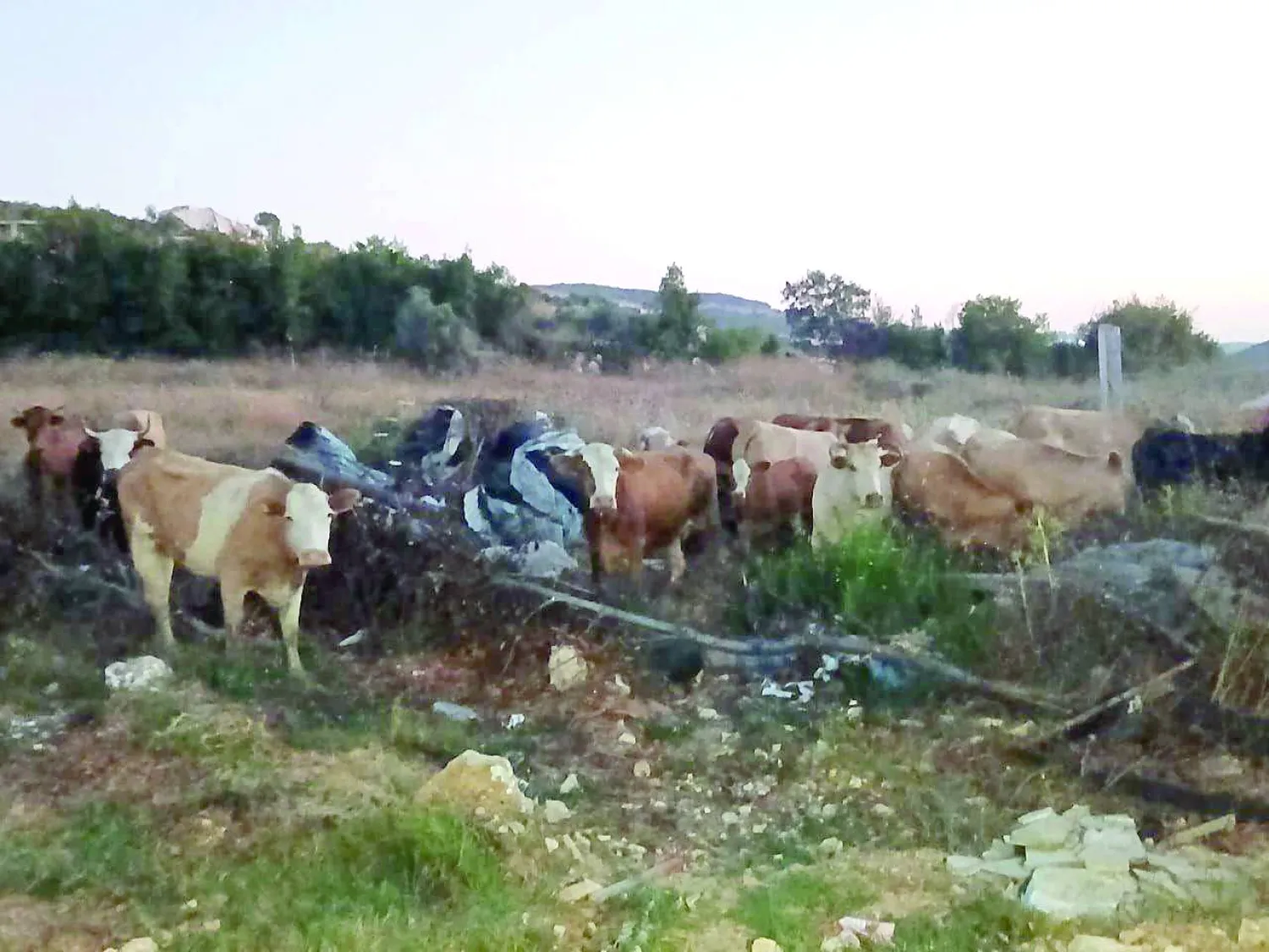 
قطيع الأبقار الذي دخل الأراضي اللبنانية من إسرائيل خلال تجميعه بحظيرة في بلدة
عيتا الشعب الحدودية (متداول)