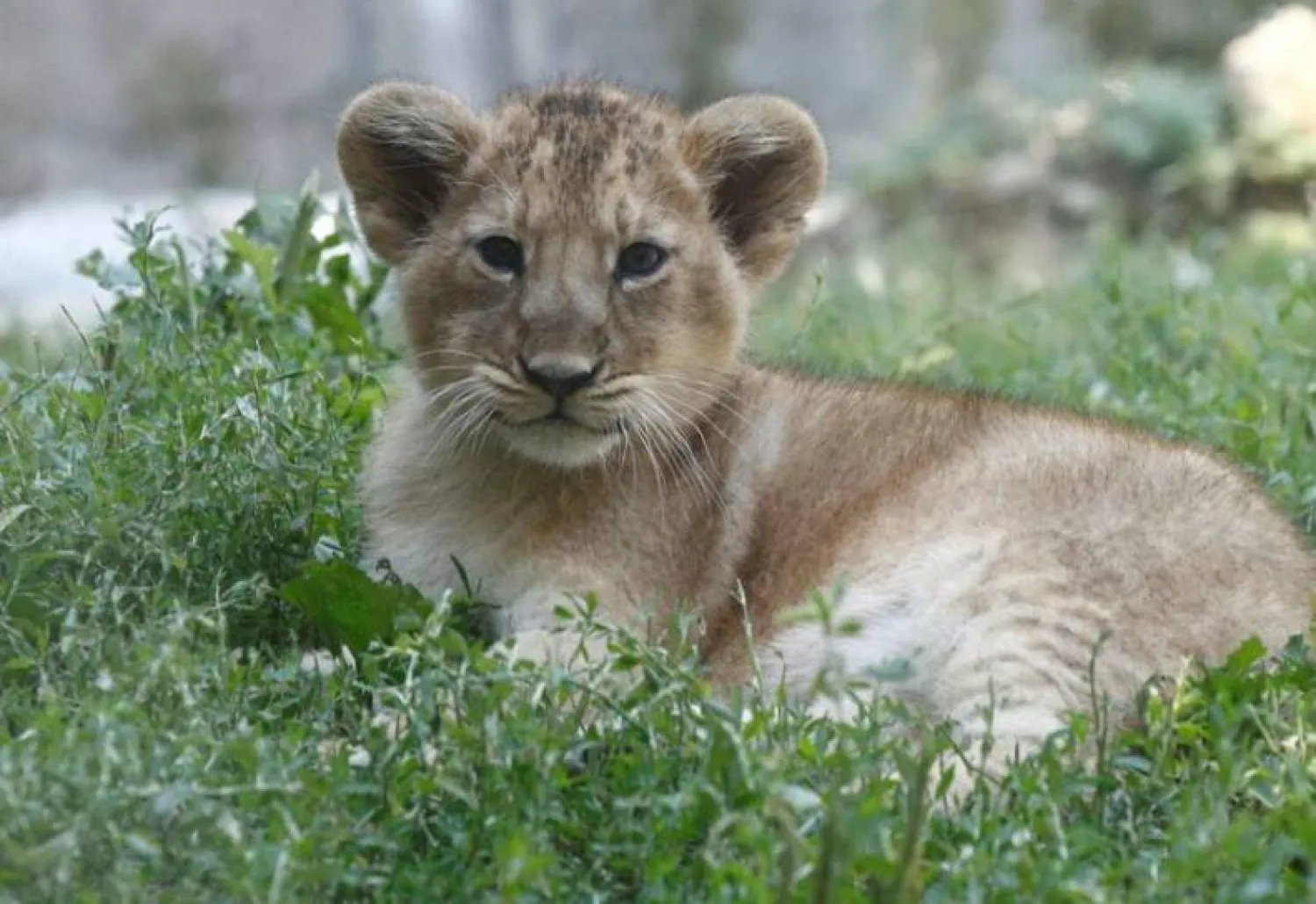 شبل أسد (أرشيفية - رويترز)
