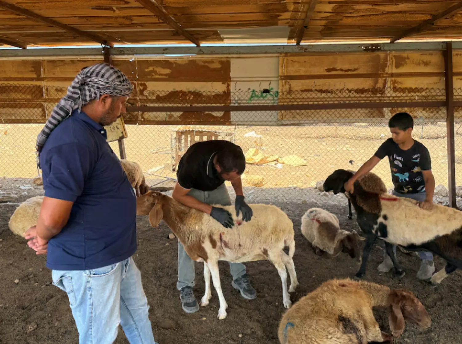 Palestinians checks wounded sheep after settlers attack a Bedouin community in the Jordan valley, in the Israeli-occupied West Bank, July 18, 2025. REUTERS/Ali Sawafta