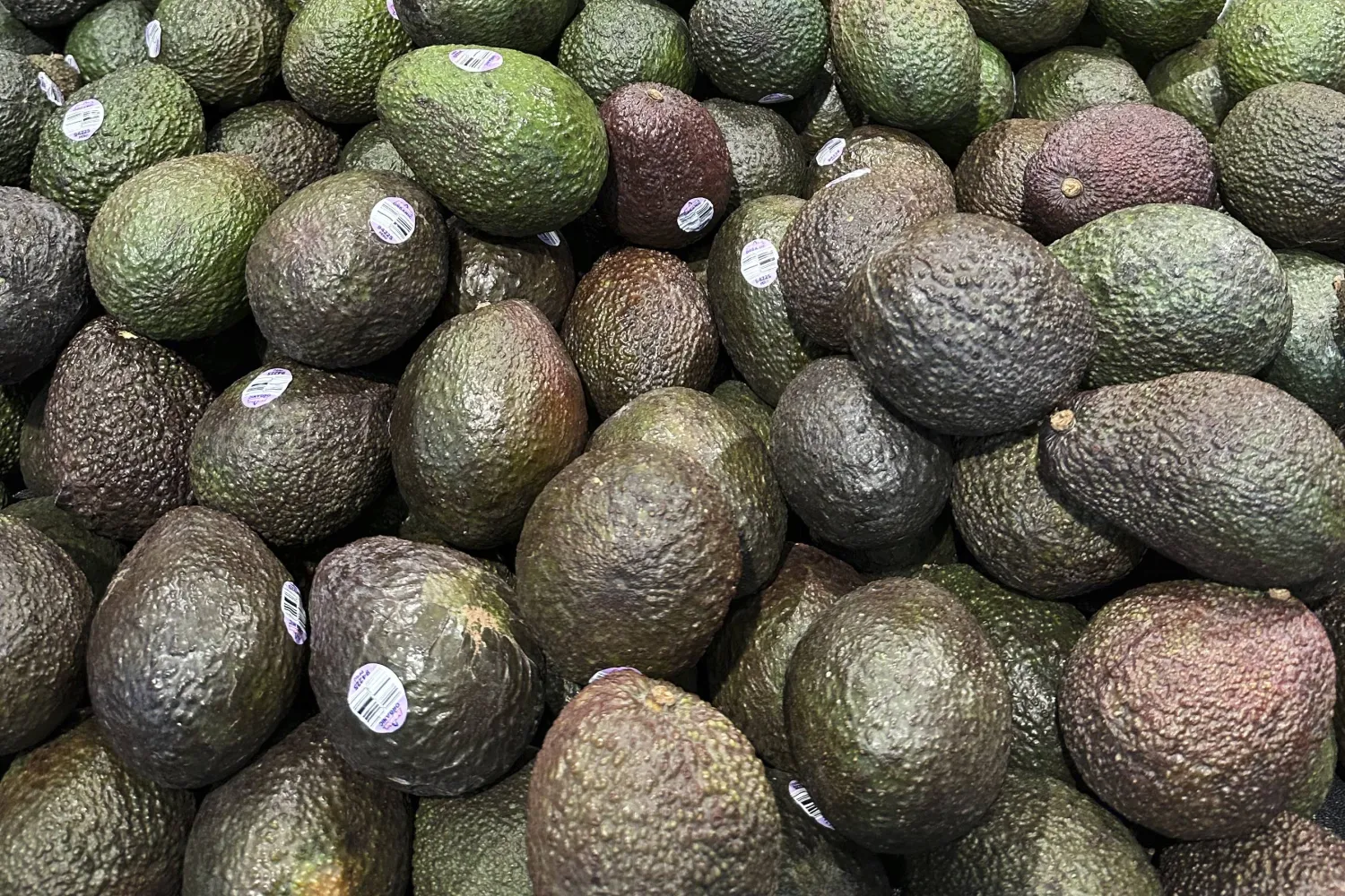 الدراسات أظهرت أن تناول الأفوكادو بانتظام يزيد من مستوى الكولسترول الجيد (أ.ب)