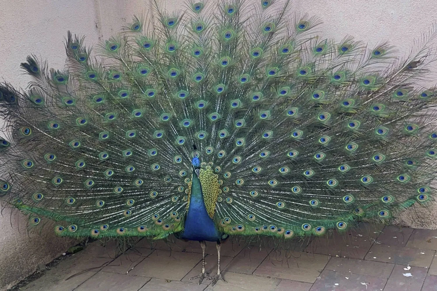 فندق «رايد» بلا طواويسه (أ.ب)