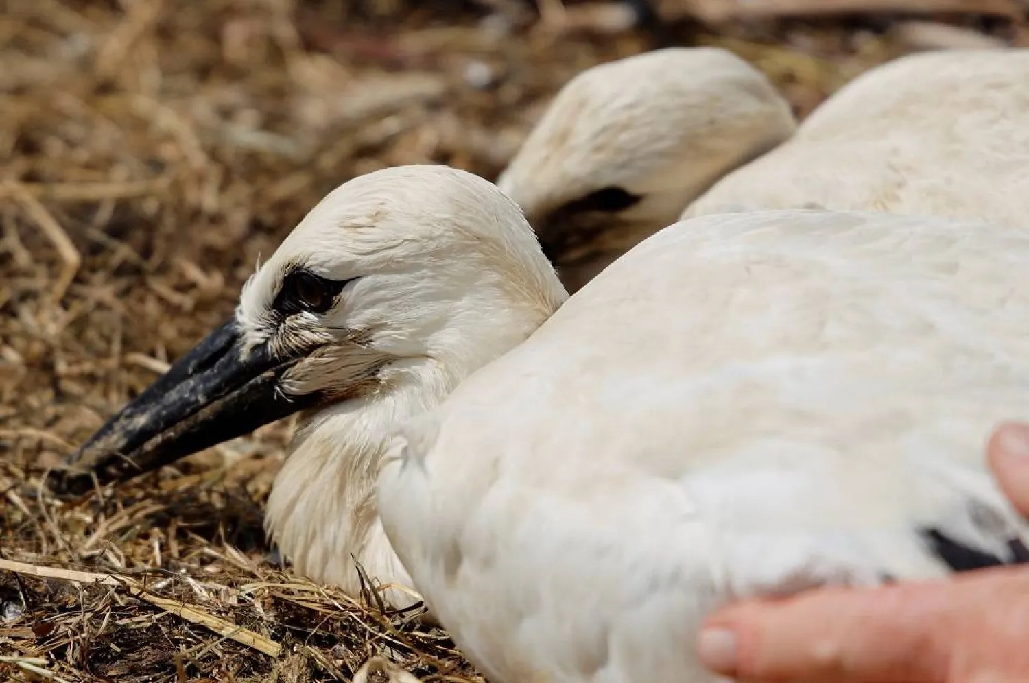 Stork nestlings lie in their nest in Ale, Denmark, July 19, 2025. (Reuters) 