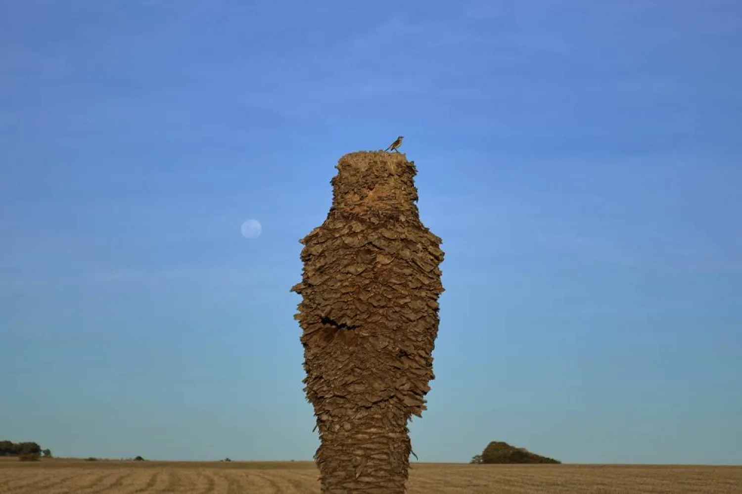 A bird perches on the trunk of a dead palm tress, near Peaje Mendoza, in Florida, Uruguay, Wednesday, July 9, 2025, as thousands of palm trees in the South American country have been devoured by the red palm weevil since its unexplained arrival from Southeast Asia in 2022. (AP)