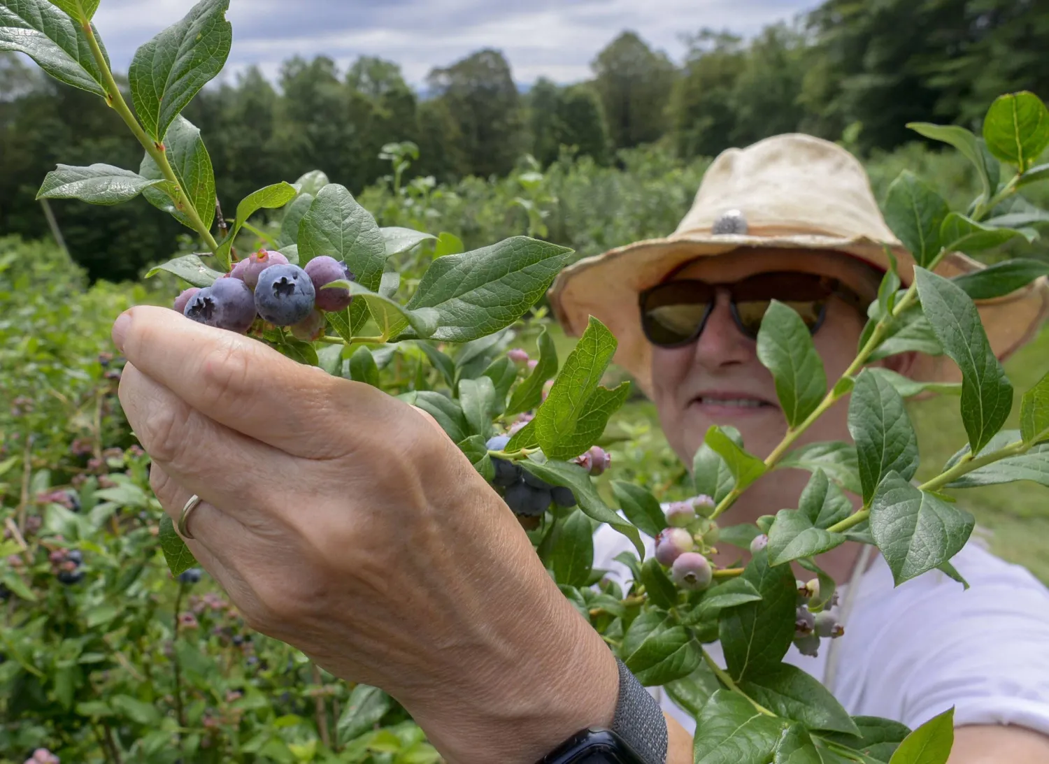 امرأة تقوم بقطف التوت الأزرق من الشجرة (أ.ب)