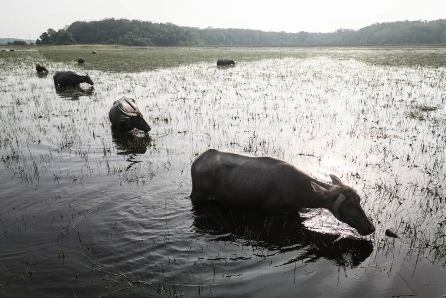Indonesia has more tropical peatland than any country, but it is also quickly losing this poorly understood ecosystem. STR / AFP

