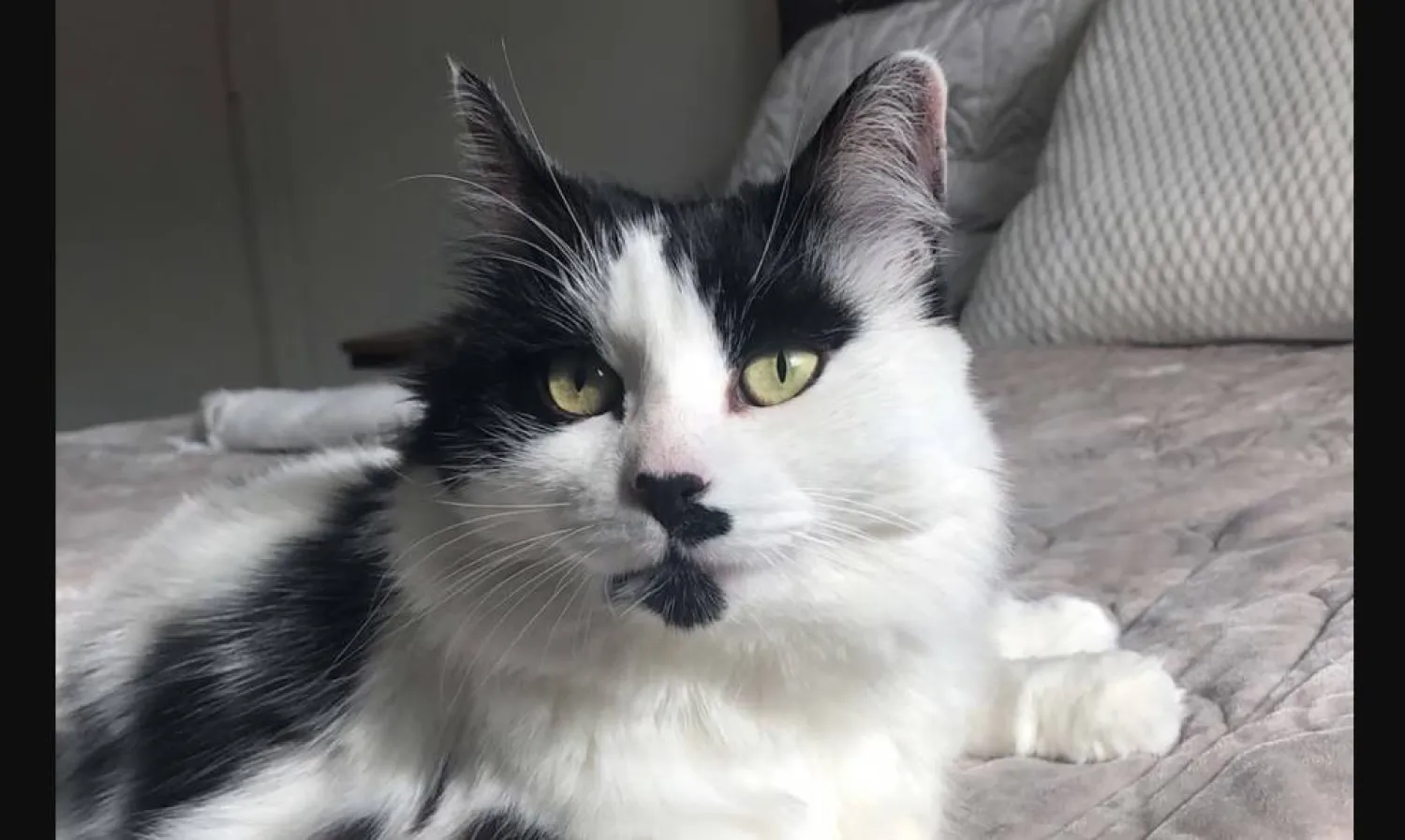 القطة ليزا البالغة من العمر 15 سنة (علياء زيدولينا - إندبندنت)