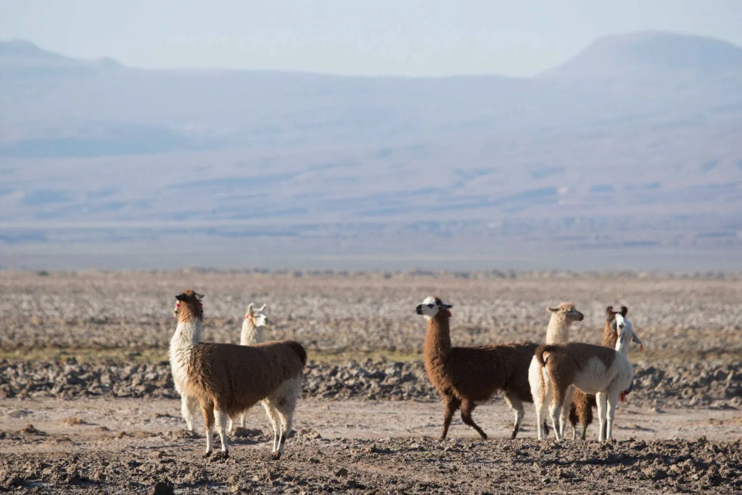 العلماء صمموا «جسماً نانوياً» جديداً مصنوعاً من أجسام مضادة من اللاما يمكنه تنشيط مستقبلات مسؤولة عن تنظيم النشاط العصبي (رويترز)