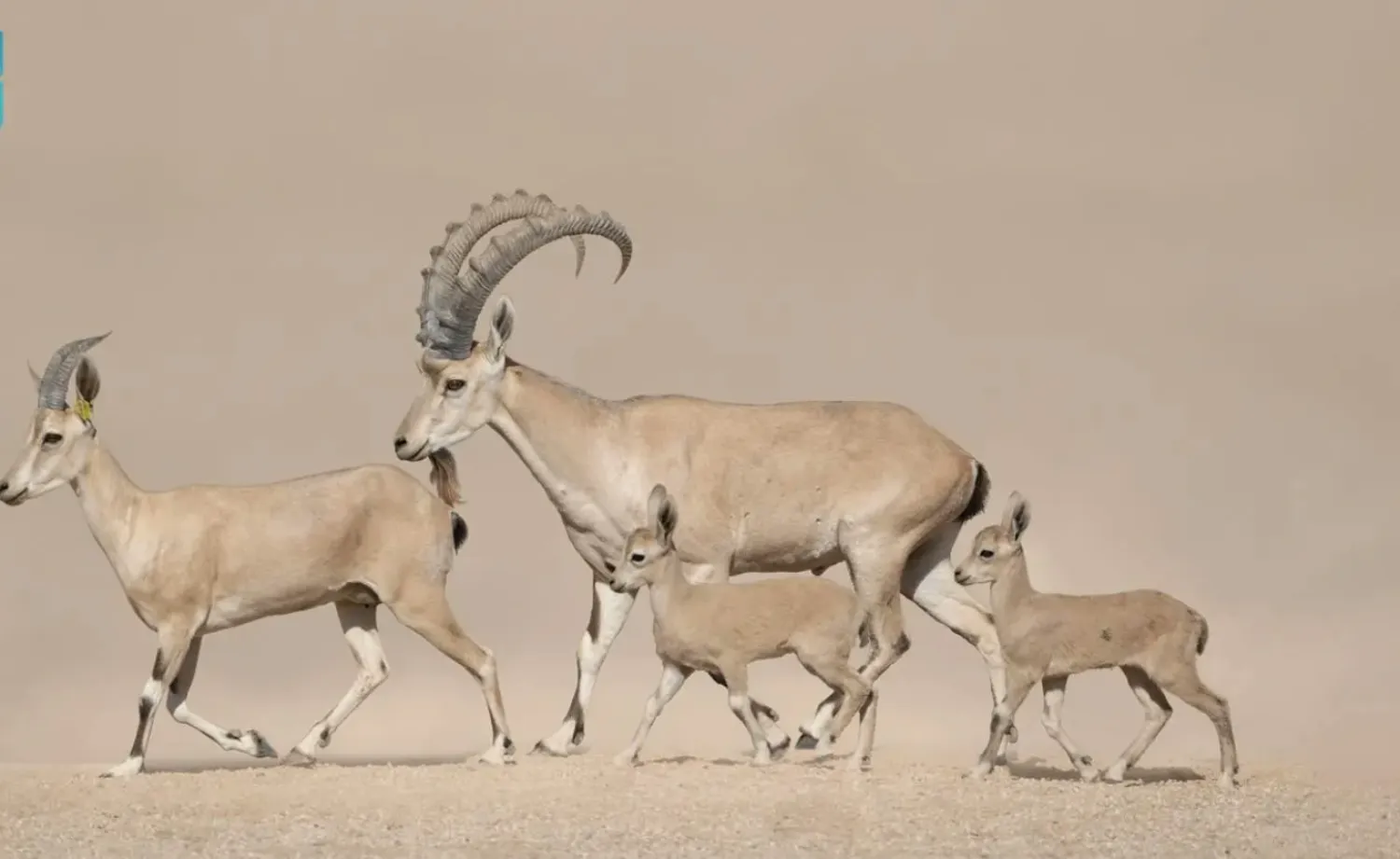 يُصنّف الاتحاد الدولي لحماية الطبيعة هذا الوعل ضمن الأنواع المهددة بالانقراض (واس)