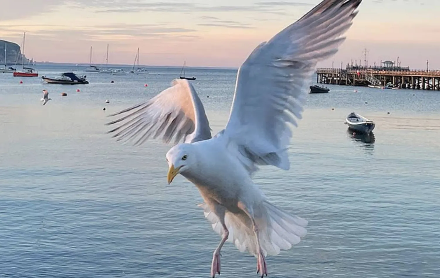 طيور النورس تسرق رقائق البطاطس من الزبائن (غيتي)