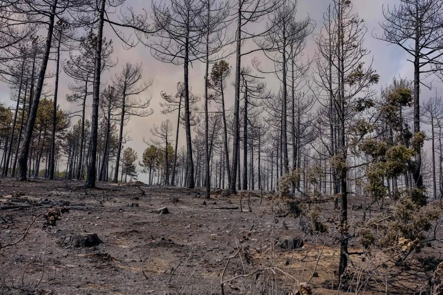 A general view of the burning forest during wildfires in the Harmancik district of Bursa, early on July 28, 2025. (AFP)