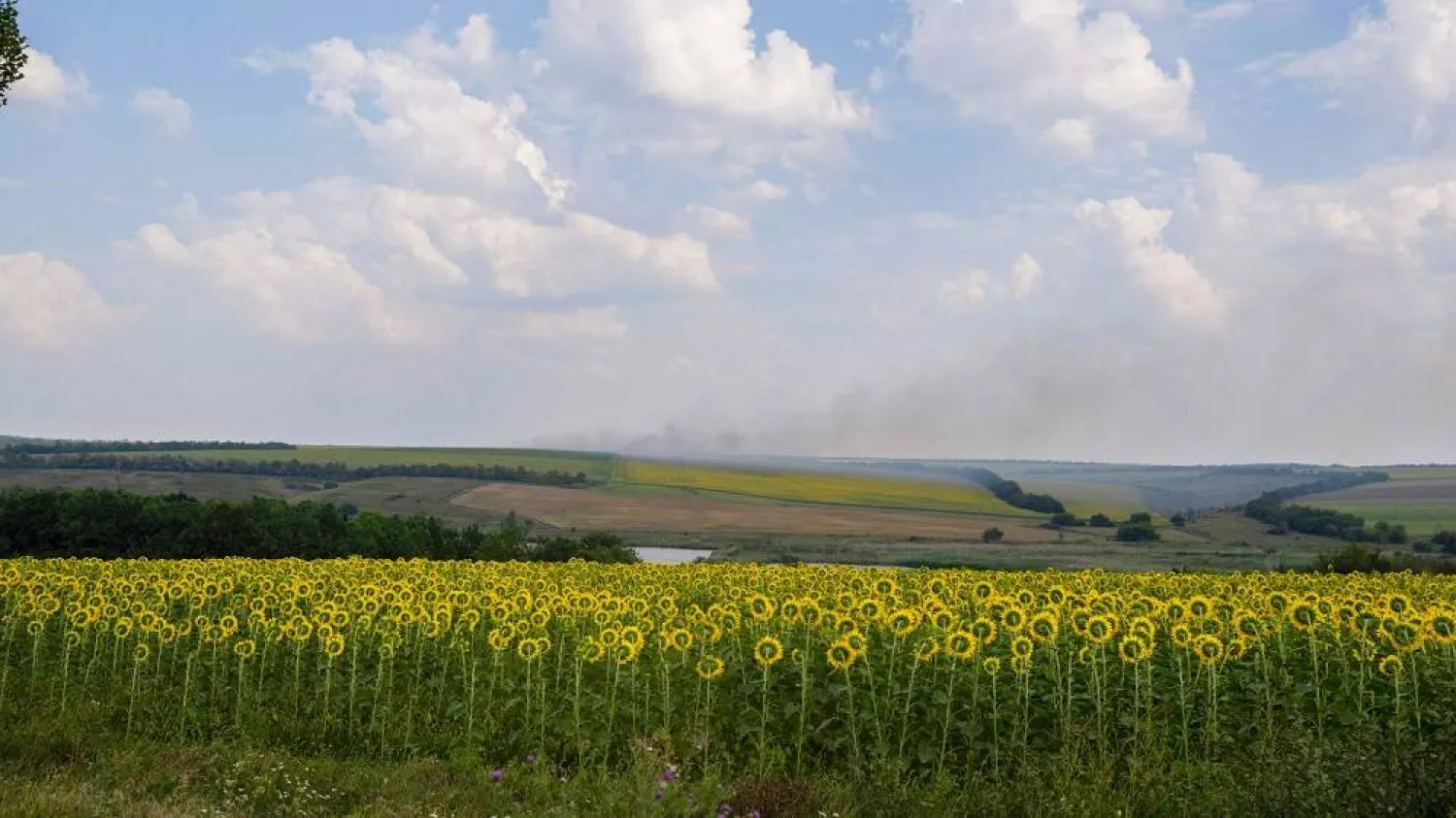 A smoke plume billows on the horizon behind sunflower fields, in the Donbas region on August 11, 2022, amid the Russian invasion of Ukraine. (AFP via Getty Images) 