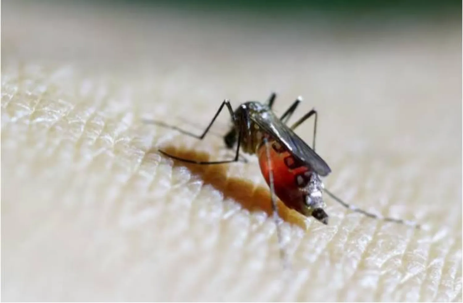البعوض يُلقب بـ«القاتل الأول للبشرية على مر التاريخ» (رويترز)