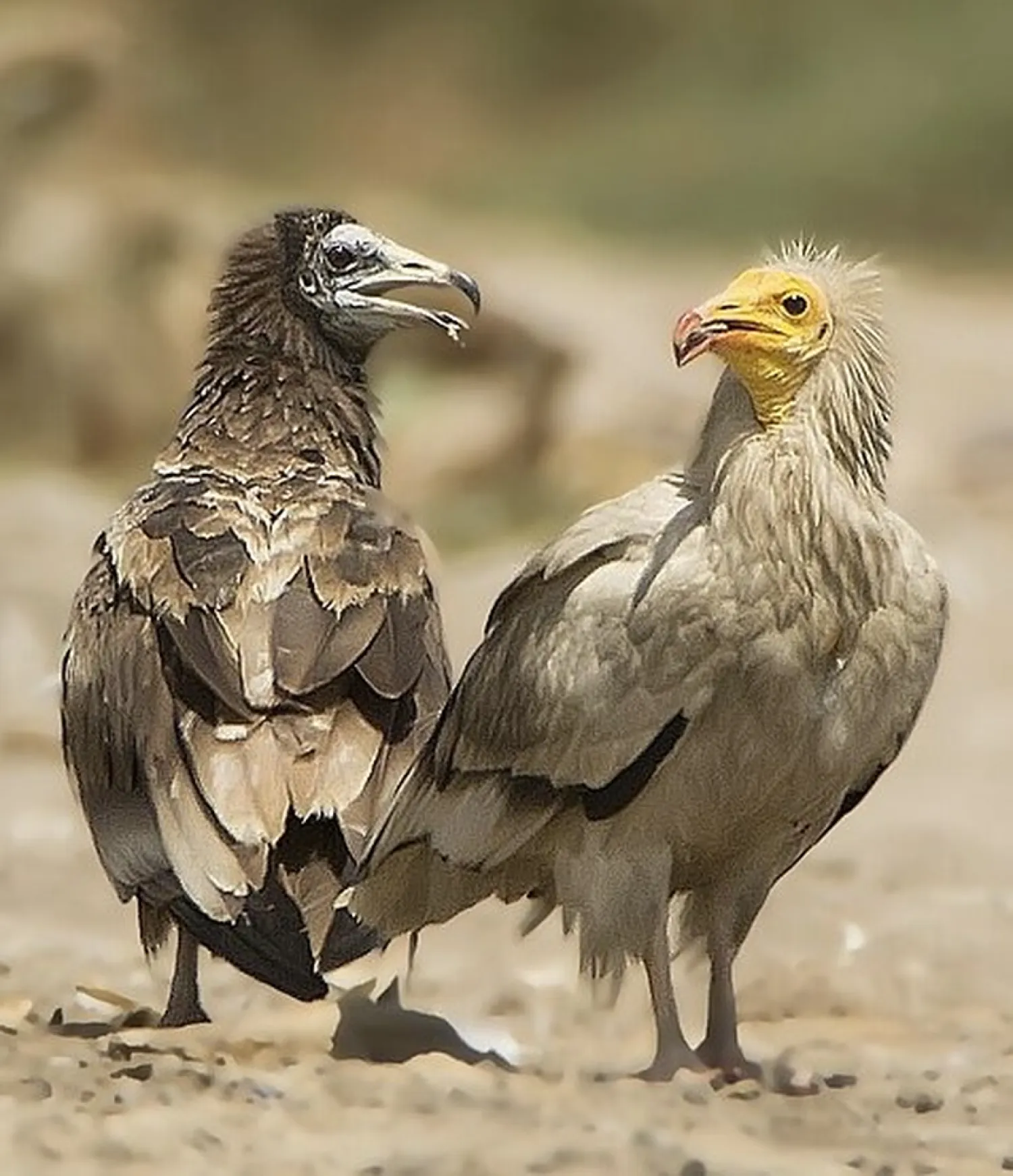 «هيئة البيئة» بمحافظة شمال الشرقية في سلطنة عُمان رصدت أكثر من 300 طائر من النسر المصري المهدد بالانقراض (العمانية)