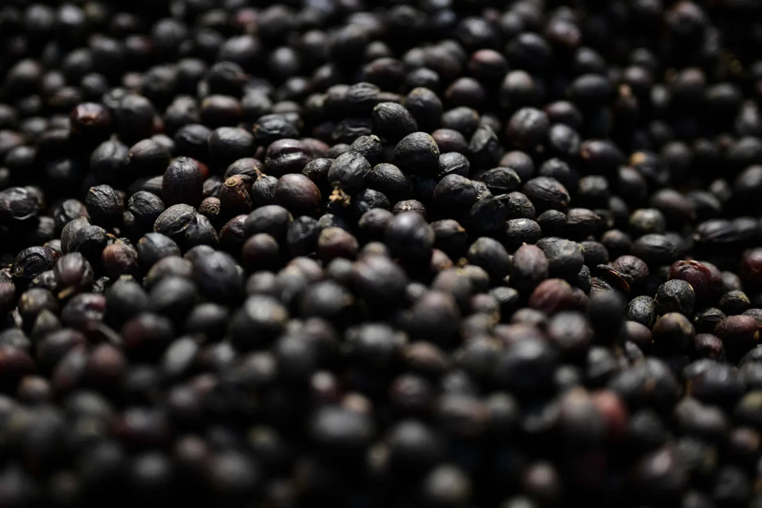 جانب من عمليات حصاد البن في البرازيل (أ.ف.ب)