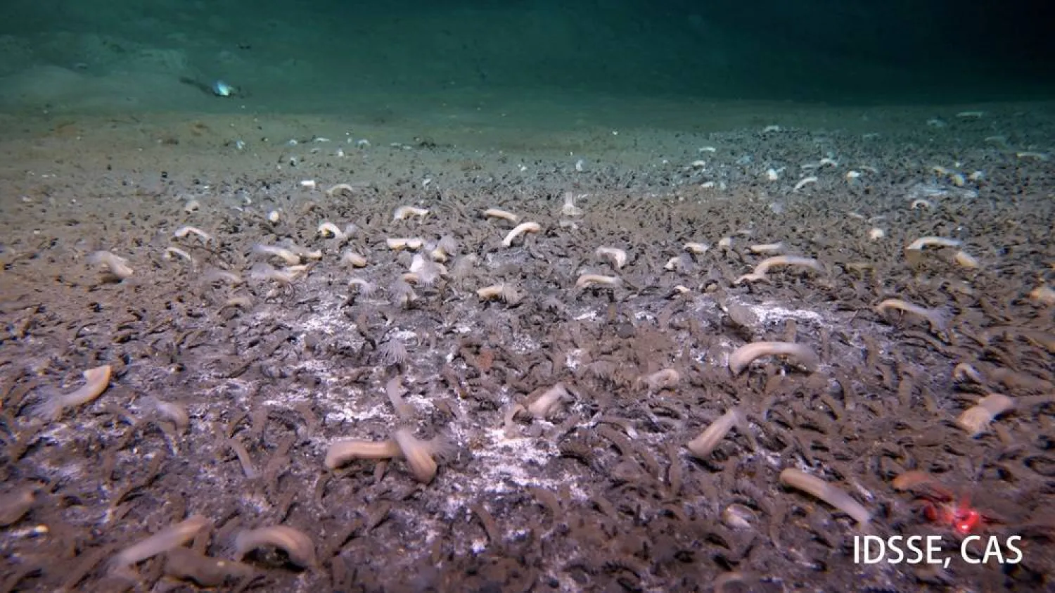  This undated image provided by the Institute of Deep-sea Science and Engineering, Chinese Academy of Sciences shows tubeworms in an ocean trench. (Institute of Deep-sea Science and Engineering, Chinese Academy of Sciences via AP) 
