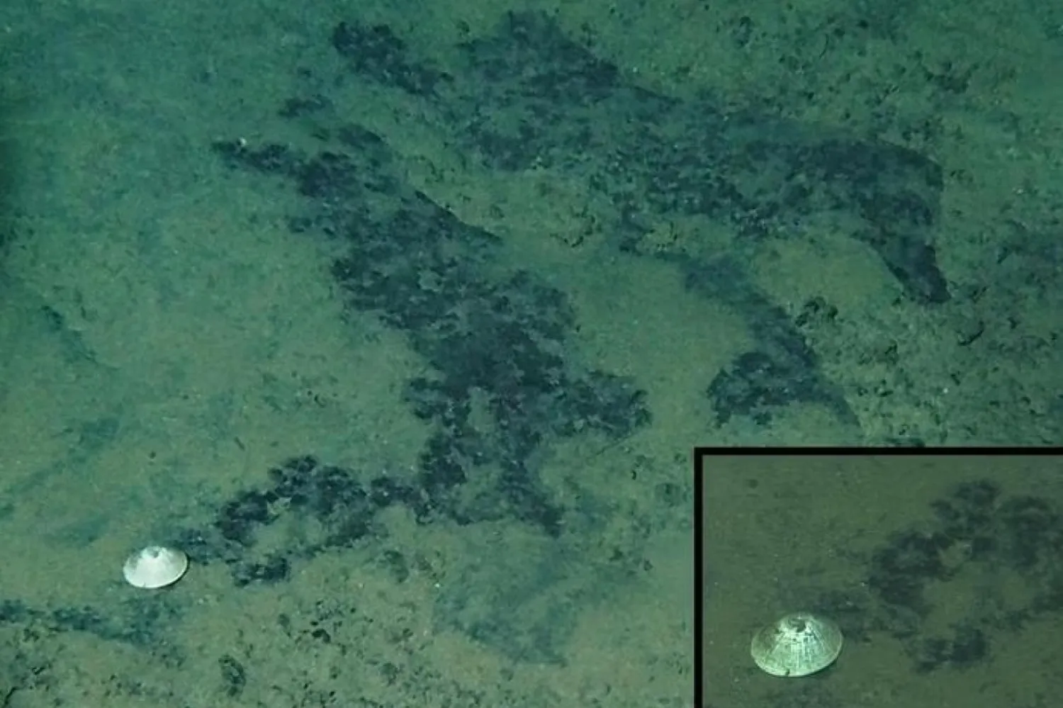 Arkasında belirgin bir beslenme izi bırakan Bathylepeta wadatsumi'nin habitatı (Chen ve diğerleri, Eurekalert)