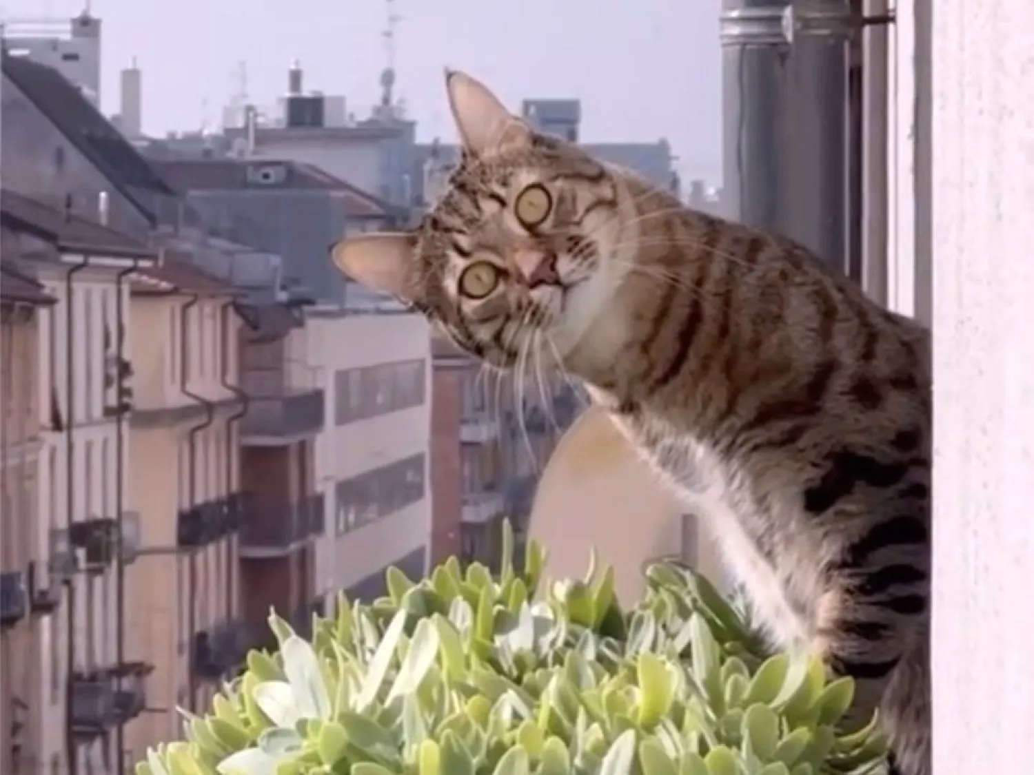  This image released by Oscilloscope Laboratories shows promotional art for Cat Video Fest 2025. (Oscilloscope Laboratories via AP) 