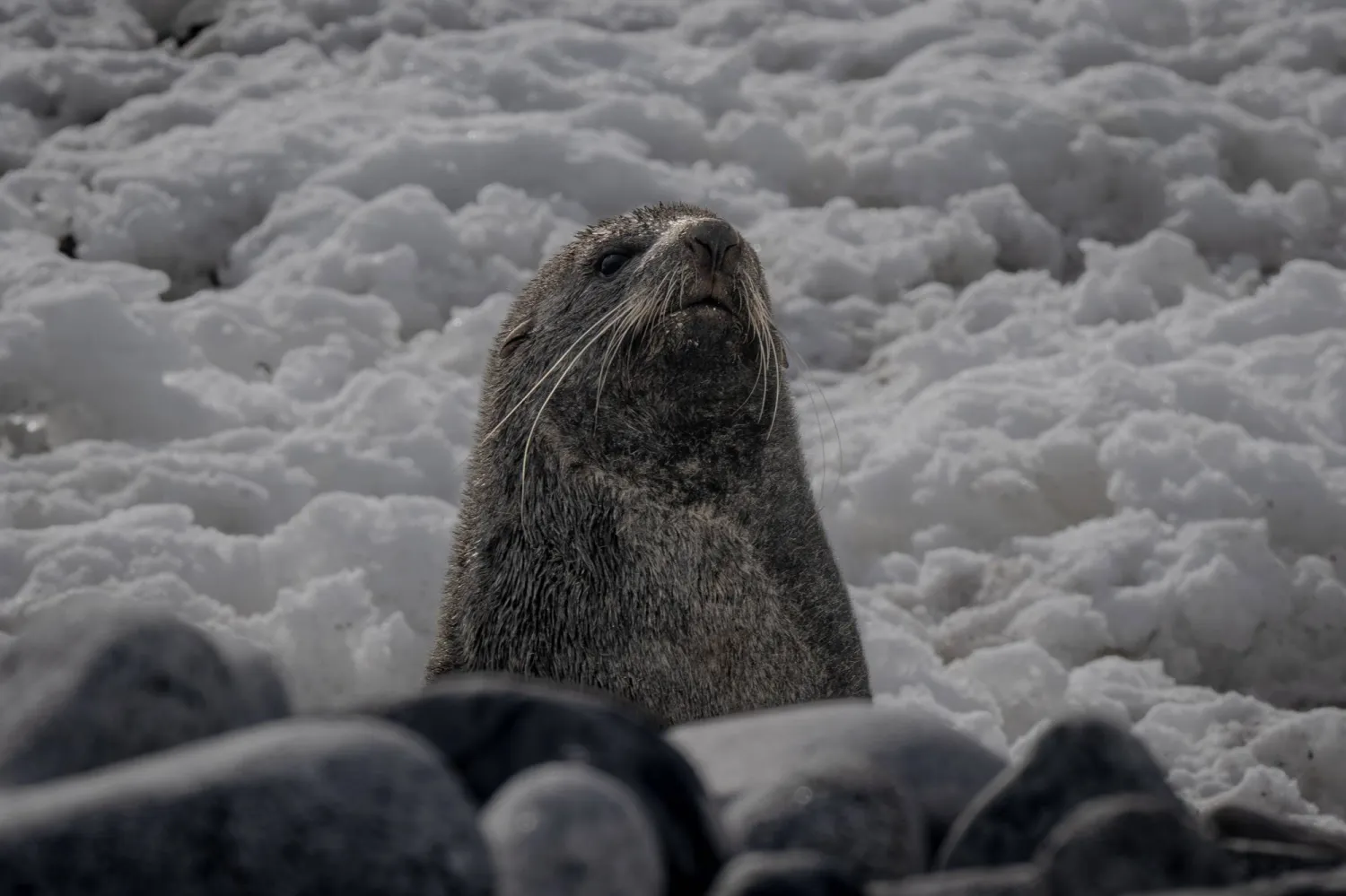 عندليب المحيط الجنوبي (غيتي)