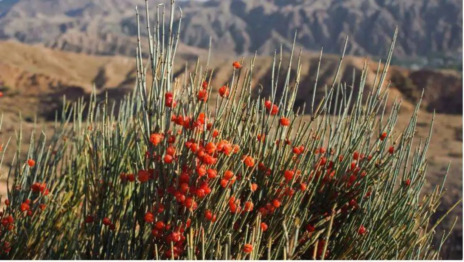 عشبة العلندة (موقع هيلث لاين)