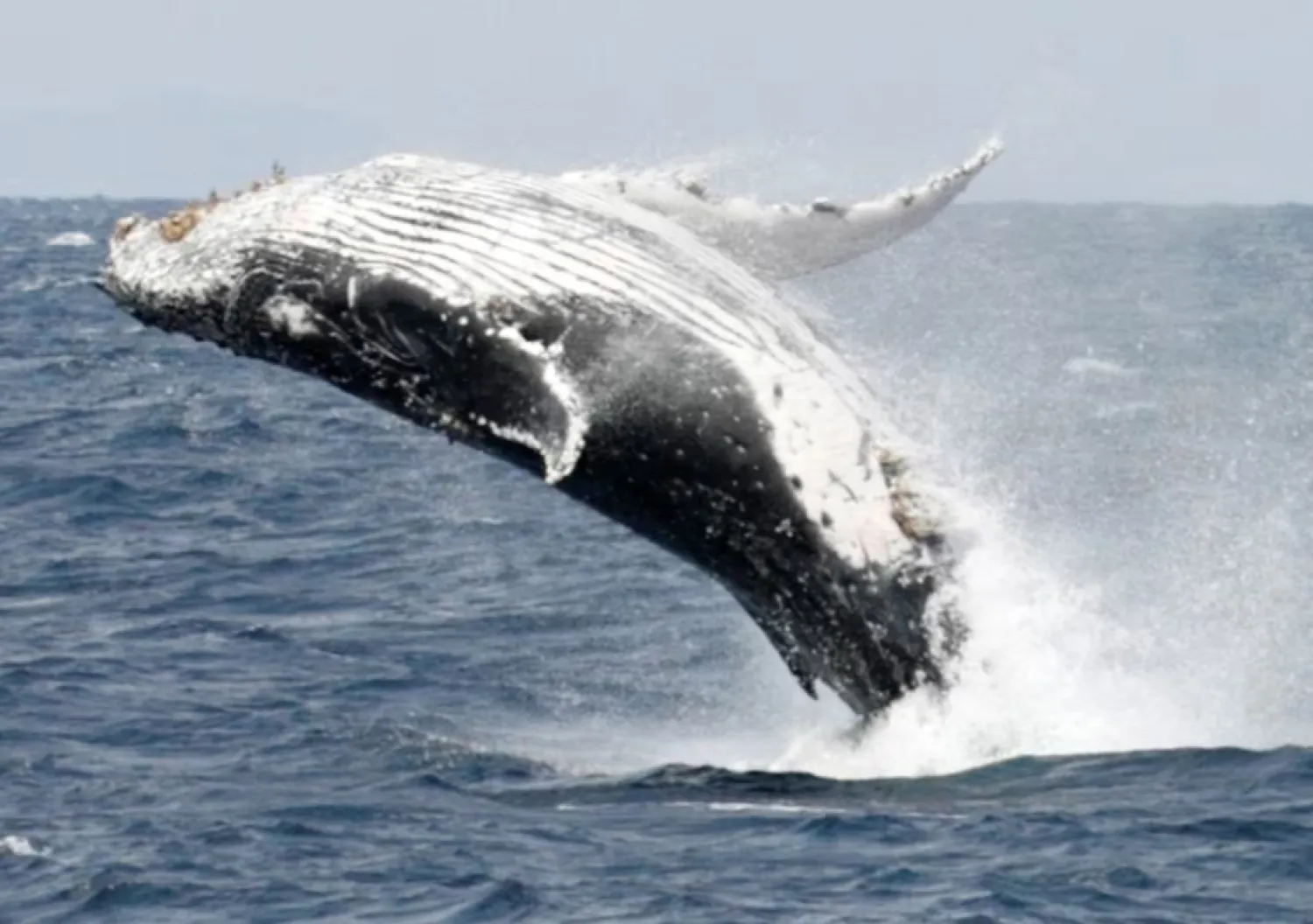 A humpback whale breaches the surface off the southern Japanese island of Okinawa February 13, 2007. REUTERS/Issei Kato
