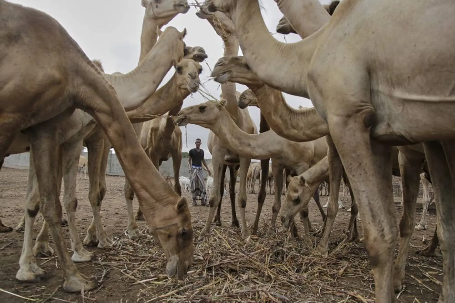  A Somali man grazes camels in Beder Camel Farm on the outskirts of the capital Mogadishu, Somalia, Wednesday, June 18, 2025. (AP) 