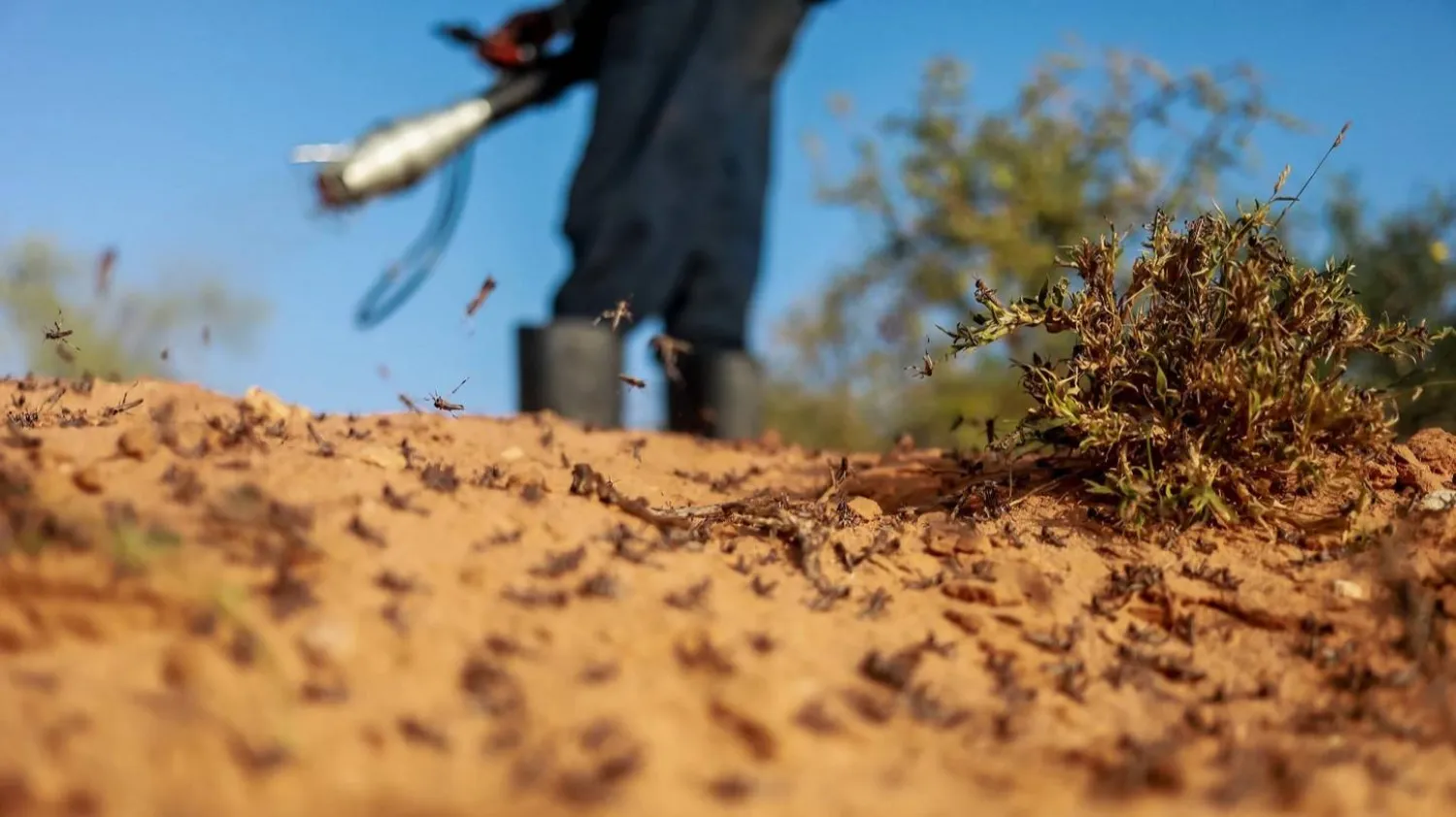 المبيدات الكيميائية التقليدية غنية بمركّبات صناعية تبقى في البيئة لفترات طويلة (منظمة الأغذية والزراعة للأمم المتحدة - فاو)