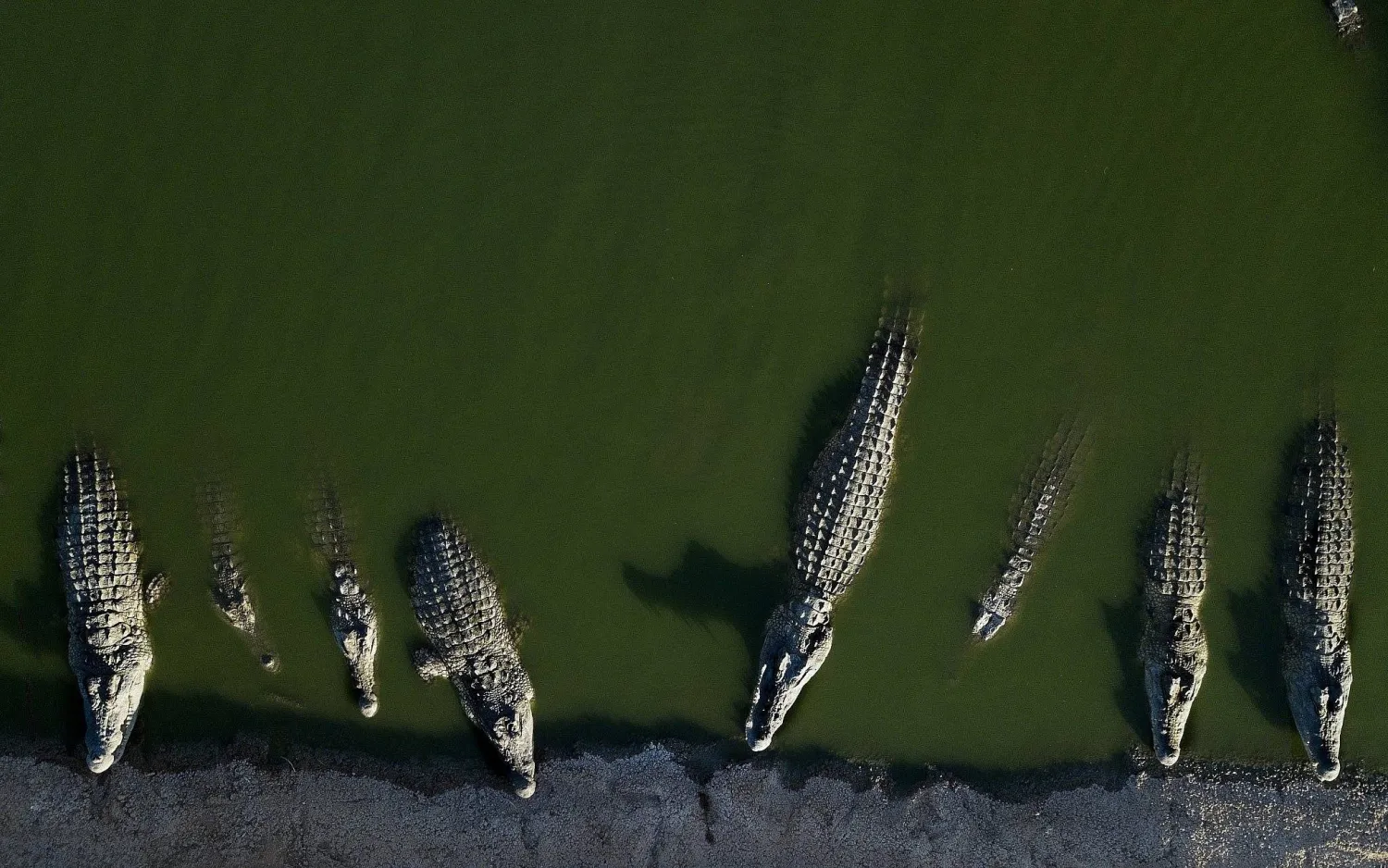 صورة ملتقطة في 6 أغسطس 2018 تظهر تماسيح تستريح في مزرعة بوادي الأردن بالضفة الغربية (أ.ب)