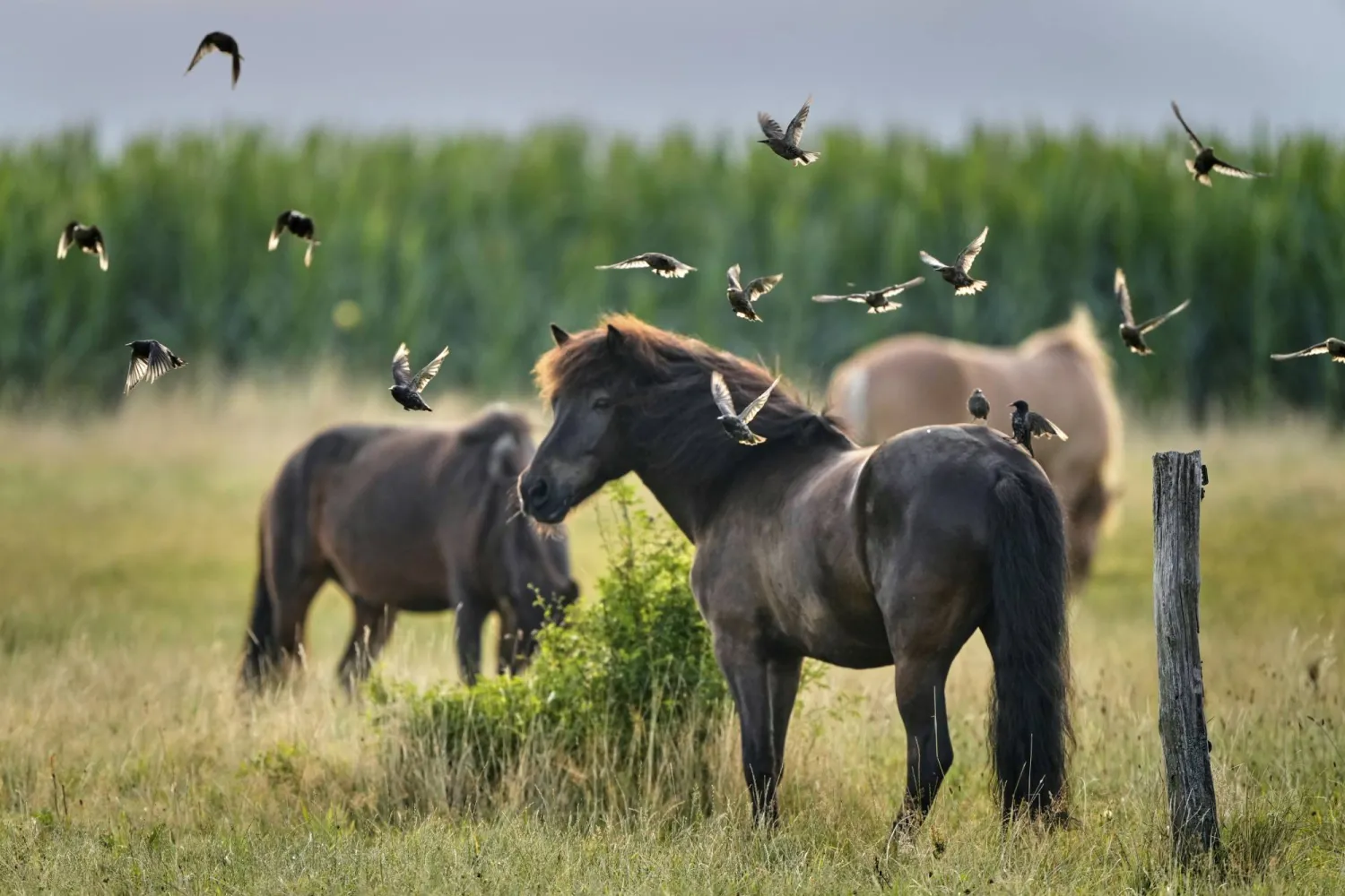 Starlings fly around Icelandic horses at a stud farm in Wehrheim near Frankfurt, Germany, Tuesday, July 29, 2025. (AP Photo/Michael Probst)