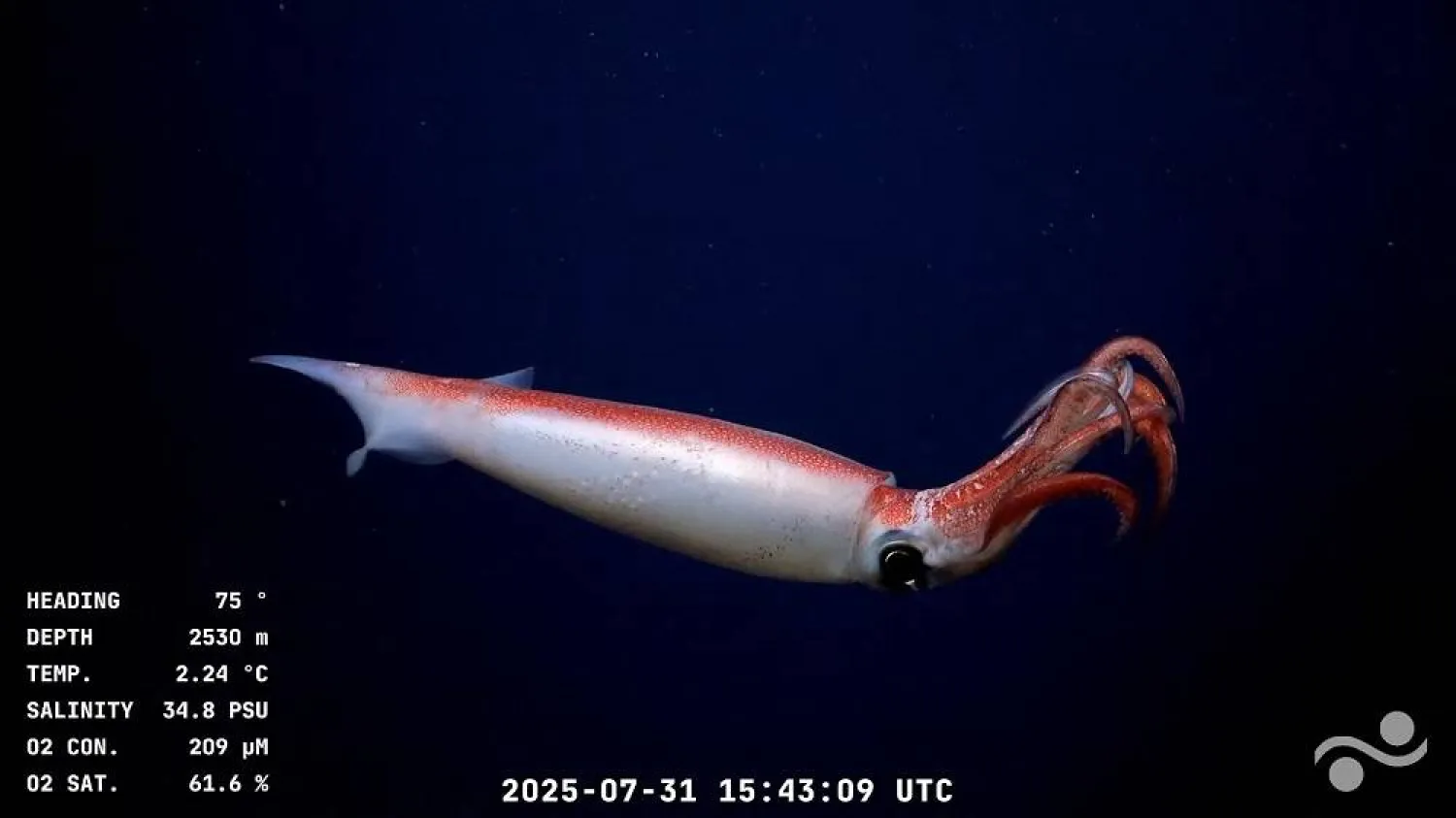 Screen grab taken from a handout video released by the Schmidt Ocean Institute and recorded by the ROV SuBastian while being commanded from the oceanographic research vessel RV Falkor (too) on July 30, 2025, displaying a squid at 2530 meters of depth at the Mar del Plata Canyon in the Argentine Sea, in the Atlantic Ocean about 300 Km off Mar del Plata, Buenos Aires Province, Argentina. (Handout / Schmidt Ocean Institute / ROV SuBastian / AFP) 