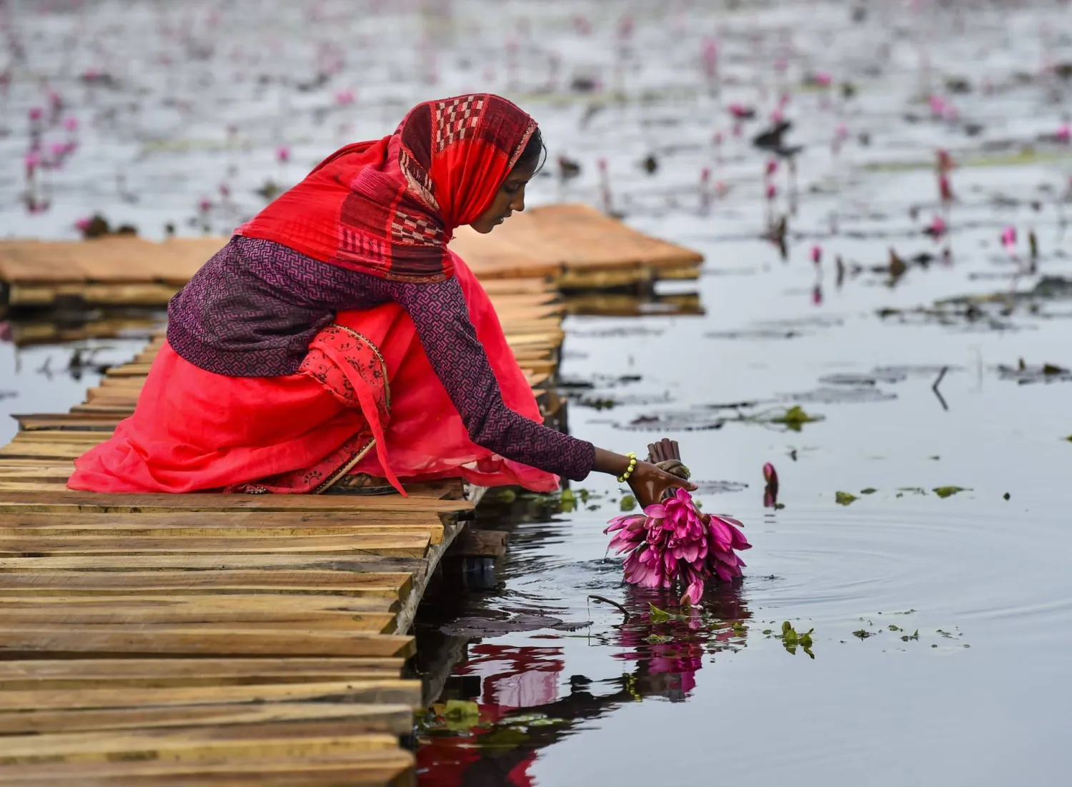 امرأة تحمل زهور اللوتس من بحيرة في الهند (د.ب.أ)