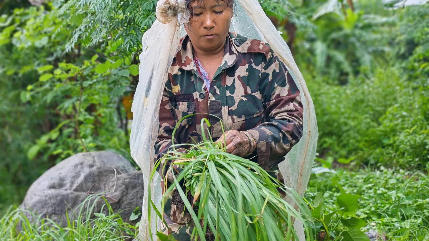 استخدام عشبة الليمون يُعدّ آمناً بشكل عام في الطهي 