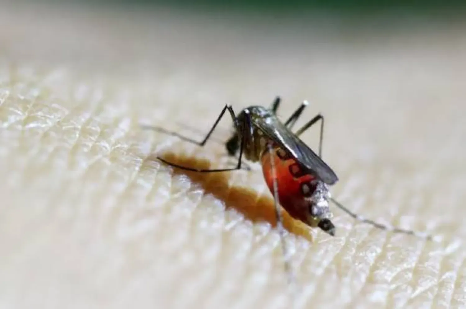 Güney Çin koronavirüs atmosferine geri dönüyor... Chikungunya virüsü hakkında ne biliyoruz?