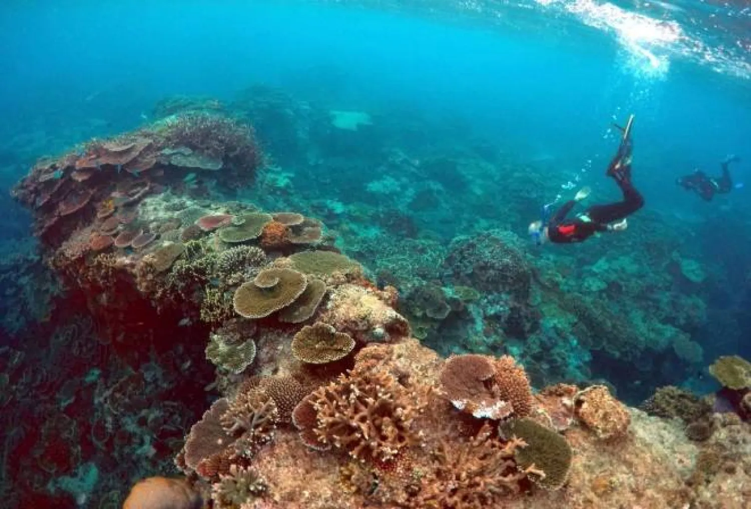 Peter Gash, owner and manager of the Lady Elliot Island Eco Resort, snorkels during an inspection of the reef's condition in an area called the 'Coral Gardens' located at Lady Elliot Island and north-east from the town of Bundaberg in Queensland, Australia, June 11, 2015 (Reuters)
