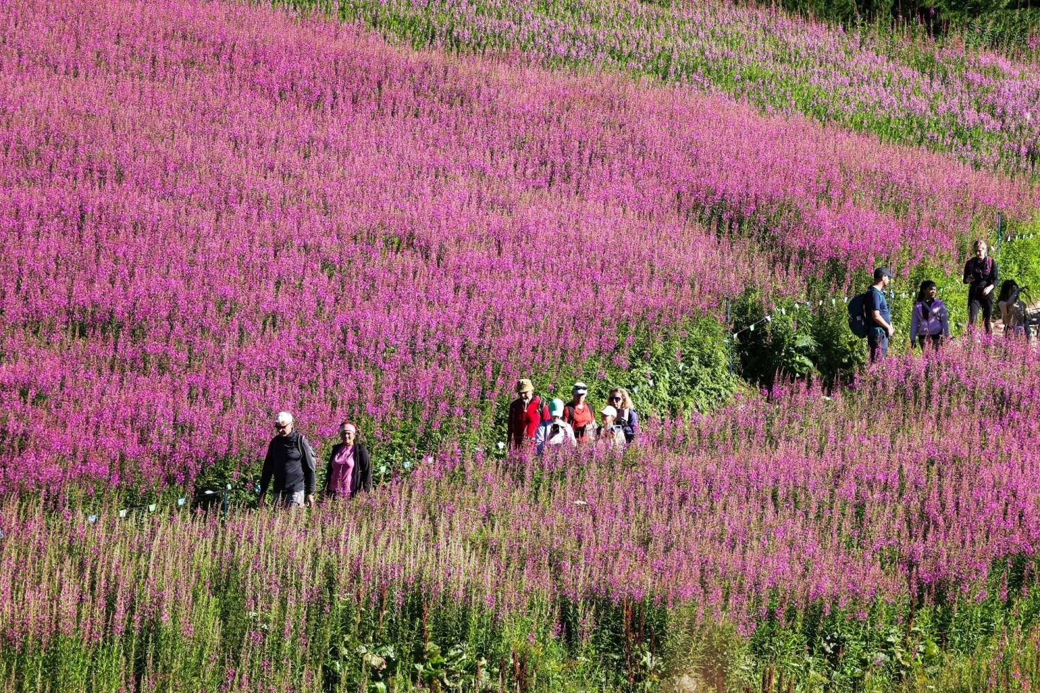 أشخاص يزورون حقلاً بجبال تاترا في بولندا (إ.ب.أ)