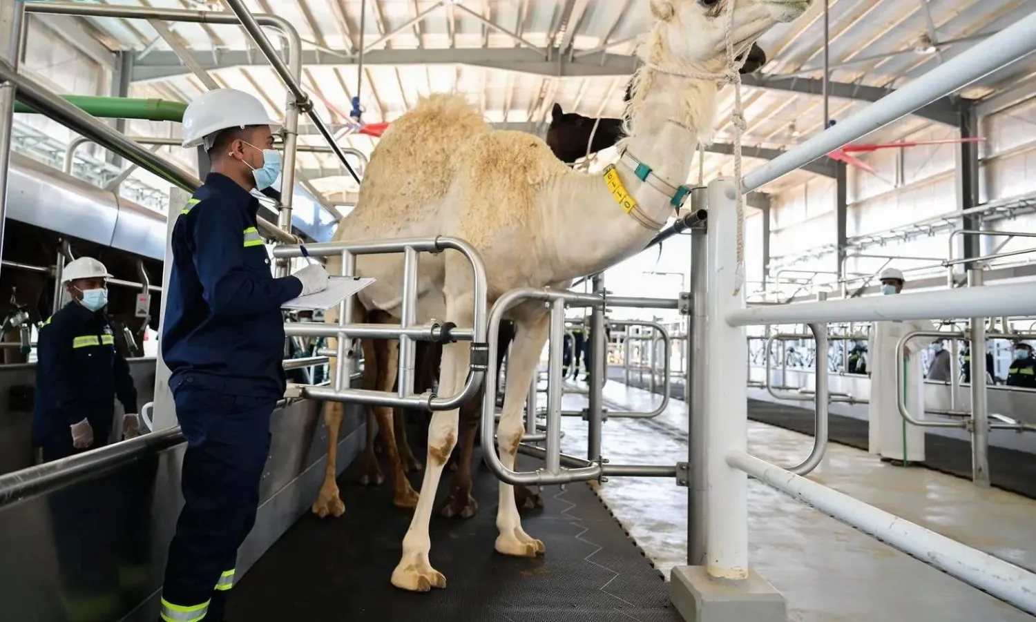 مصنع حليب الإبل الجديد التابع لشركة «سواني» (الشرق الأوسط)