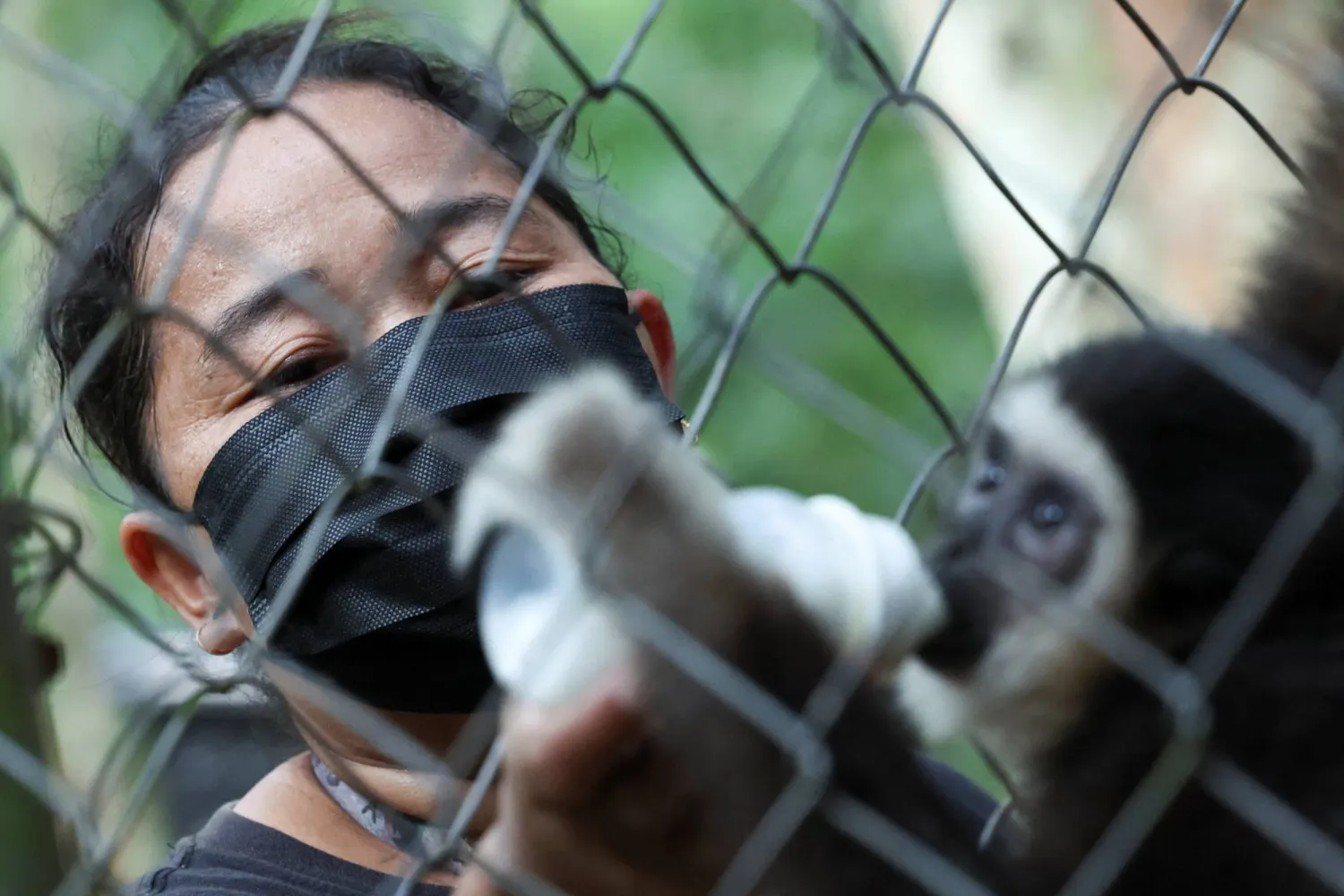 قرود الغيبون المهدَّدة بالانقراض تحت رعاية وحدة نسائية فريدة من نوعها (رويترز)