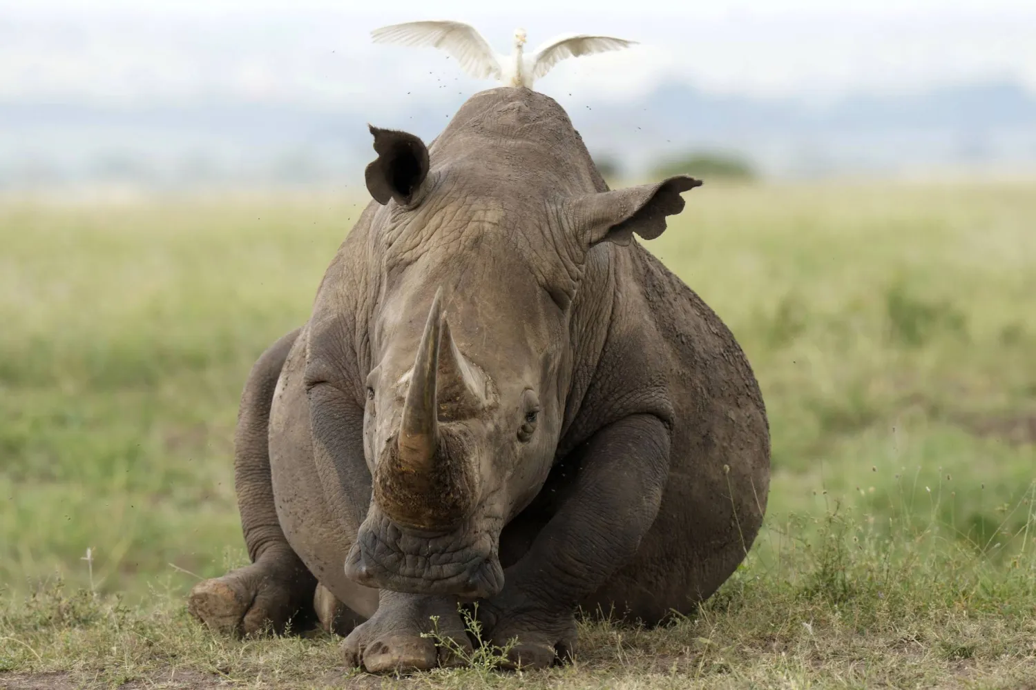 FILE - A black rhino is seen at Nairobi National Park, on the outskirts of Nairobi, on Jan. 31, 2024 in Nairobi, Kenya. (AP Photo/Brian Inganga, file)