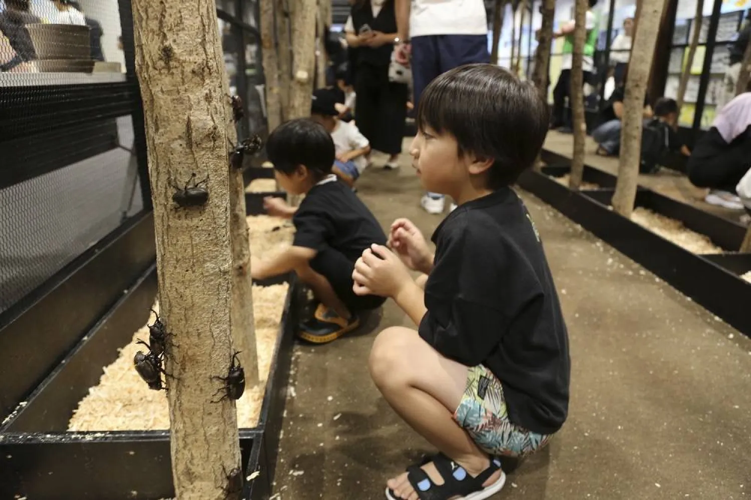 Children look at beetles at an exhibition devoted to insects in Tokyo, Thursday, July 31, 2025. (AP)