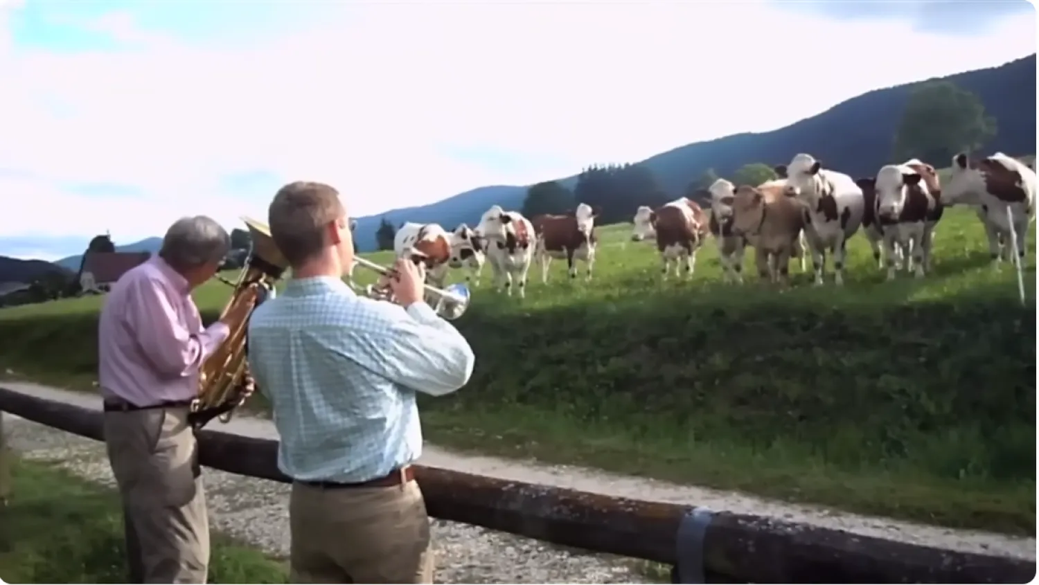 عزف موسيقى الجاز لأبقار في بريطانيا (لقطة من يوتيوب)
