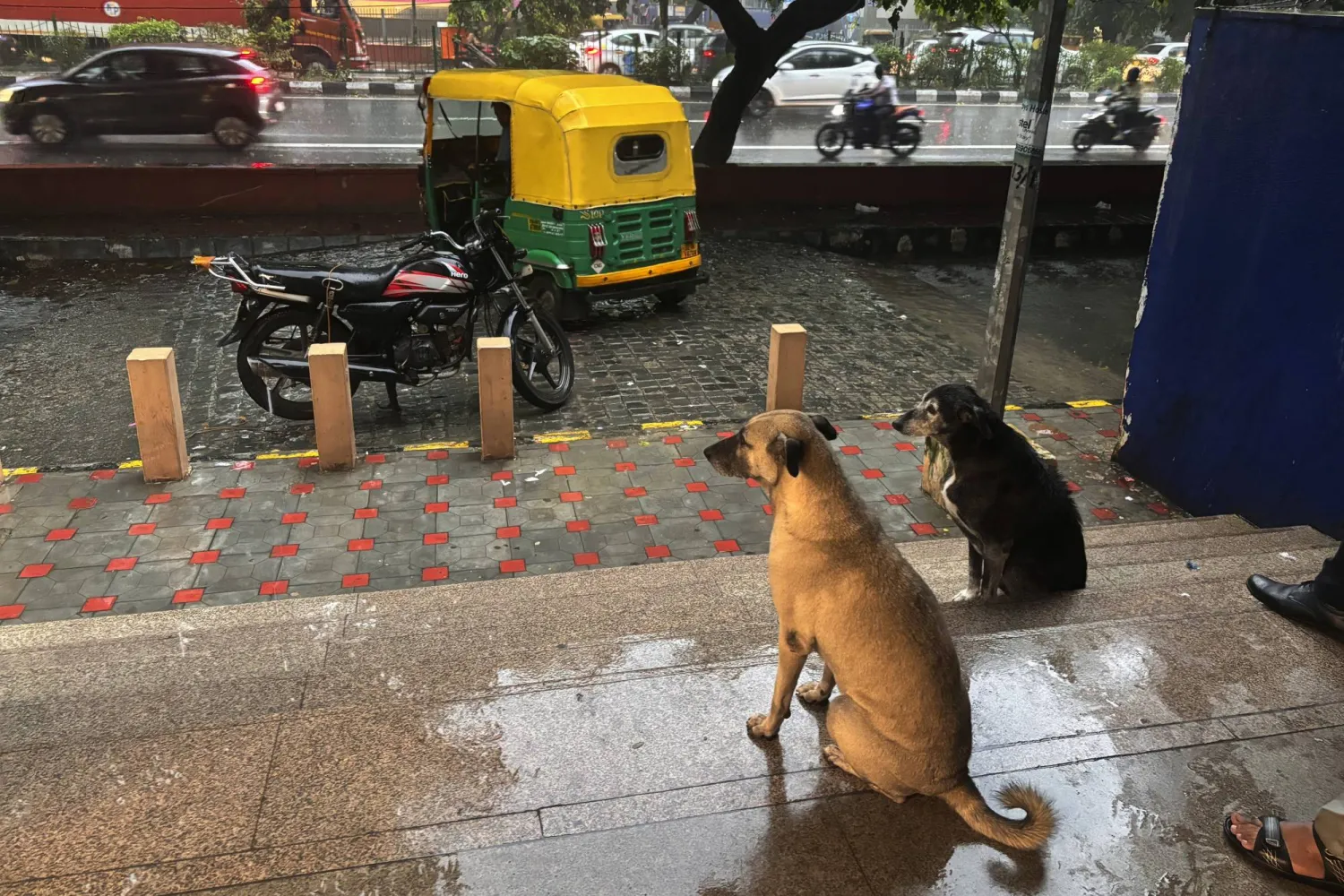 كلاب ضالة لجأت إلى محطة مترو للاحتماء من المطر في نيودلهي 13 سبتمبر 2024 (أ.ب)