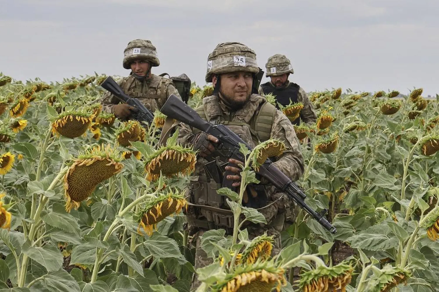 In this photo provided by Ukraine's 65th Mechanized Brigade press service, recruits practice military skills on a training ground on a sunflower field in the Zaporizhzhia region, Ukraine, Monday, Aug. 11, 2025, (Andriy Andriyenko/Ukraine's 65th Mechanized Brigade via AP)