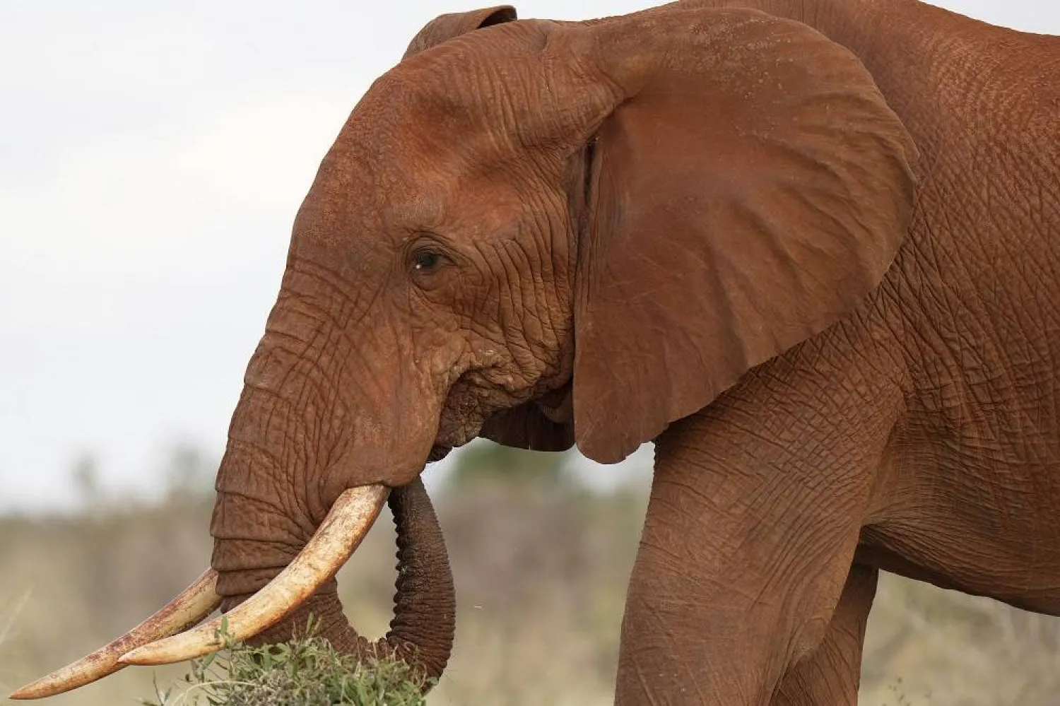 An elephant eats grass in Tsavo West National Park, near Voi town in Taita-Taveta County, Kenya, on Aug. 6, 2025. (AP)