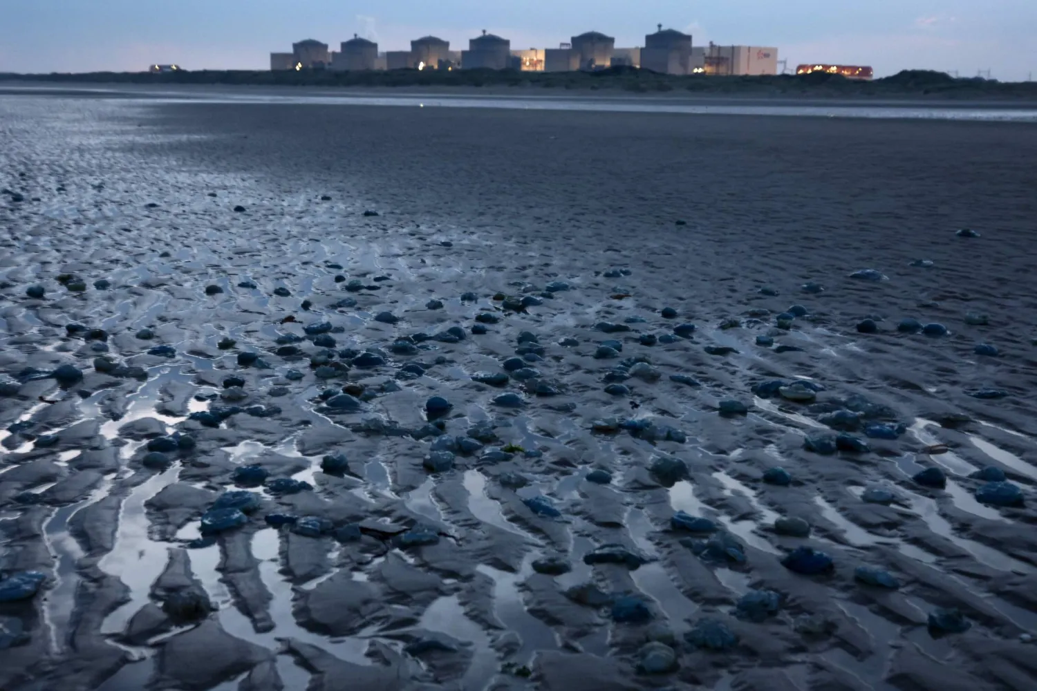 This photograph shows jellyfish lying on the shore near the Gravelines nuclear power plant in Gravelines, northern France on August 12, 2025. (Photo by Sameer AL-DOUMY / AFP)