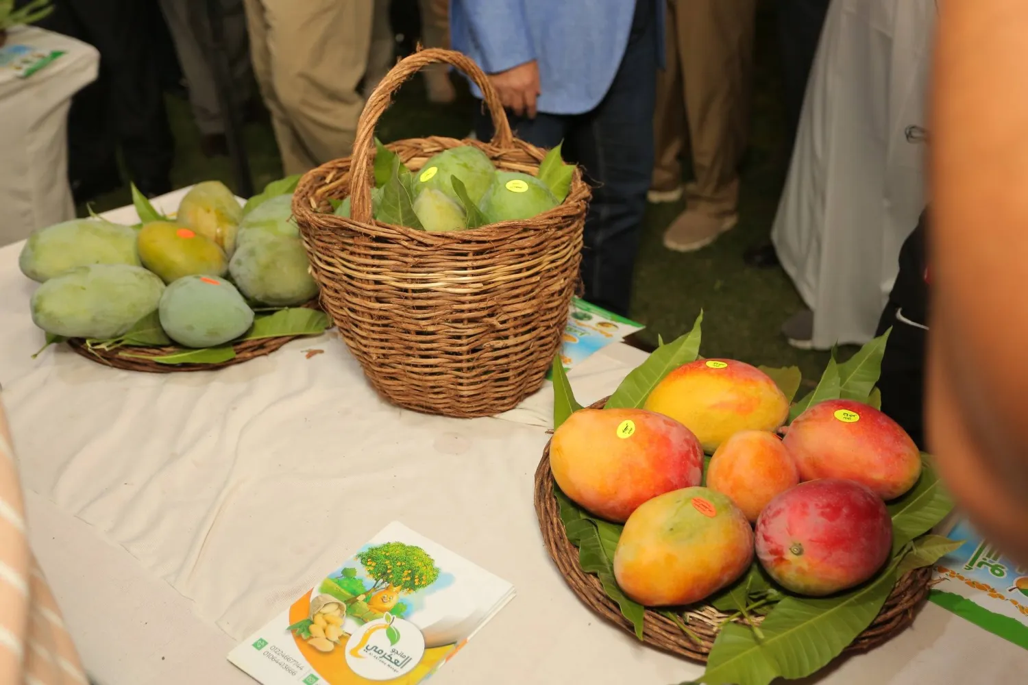 يوفر المانغو ما يقرب من 23 غراماً من السكر لكل كوب من الفاكهة (الشرق الأوسط)