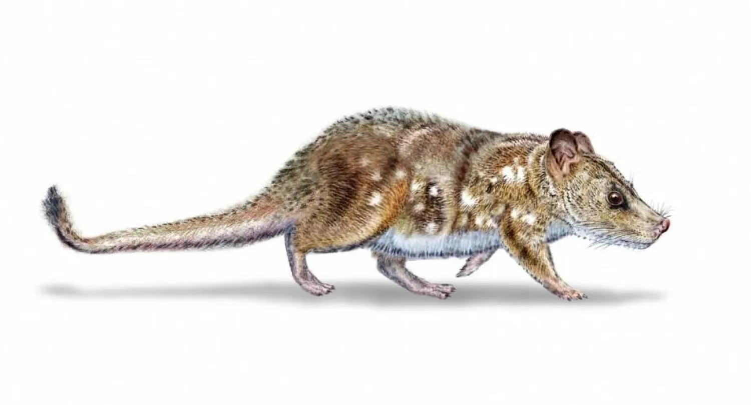 This illustration by Mauricio Alvarez depicts 'Yeutherium pressor,' a tiny mammal that lived in the time of the dinosaurs in what is now southern Chile. Universidad de Chile via AFP