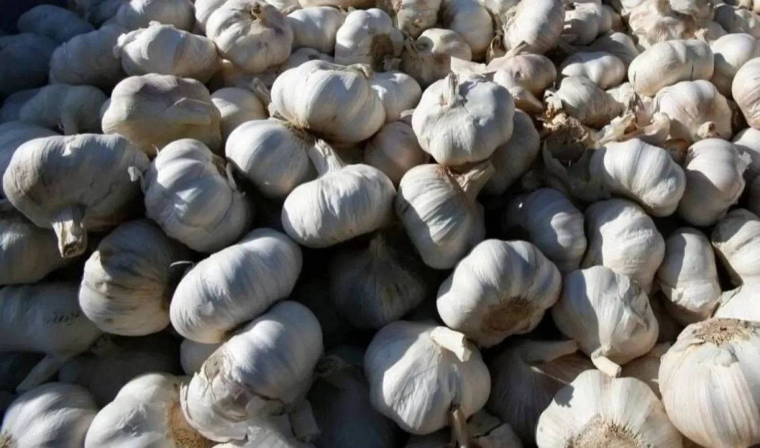 تؤكد الأبحاث أن الثوم له العديد من الفوائد الصحية ويساعد على طول العمر (أرشيفية - رويترز)