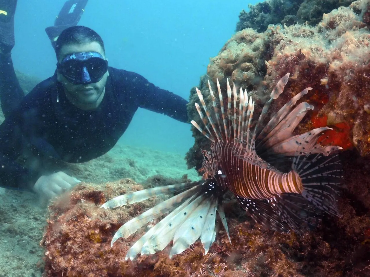 Lionfish are normally found in the Red Sea but have increasingly been seen in the Mediterranean due to rising sea temperatures. IBRAHIM CHALHOUB / AFP
